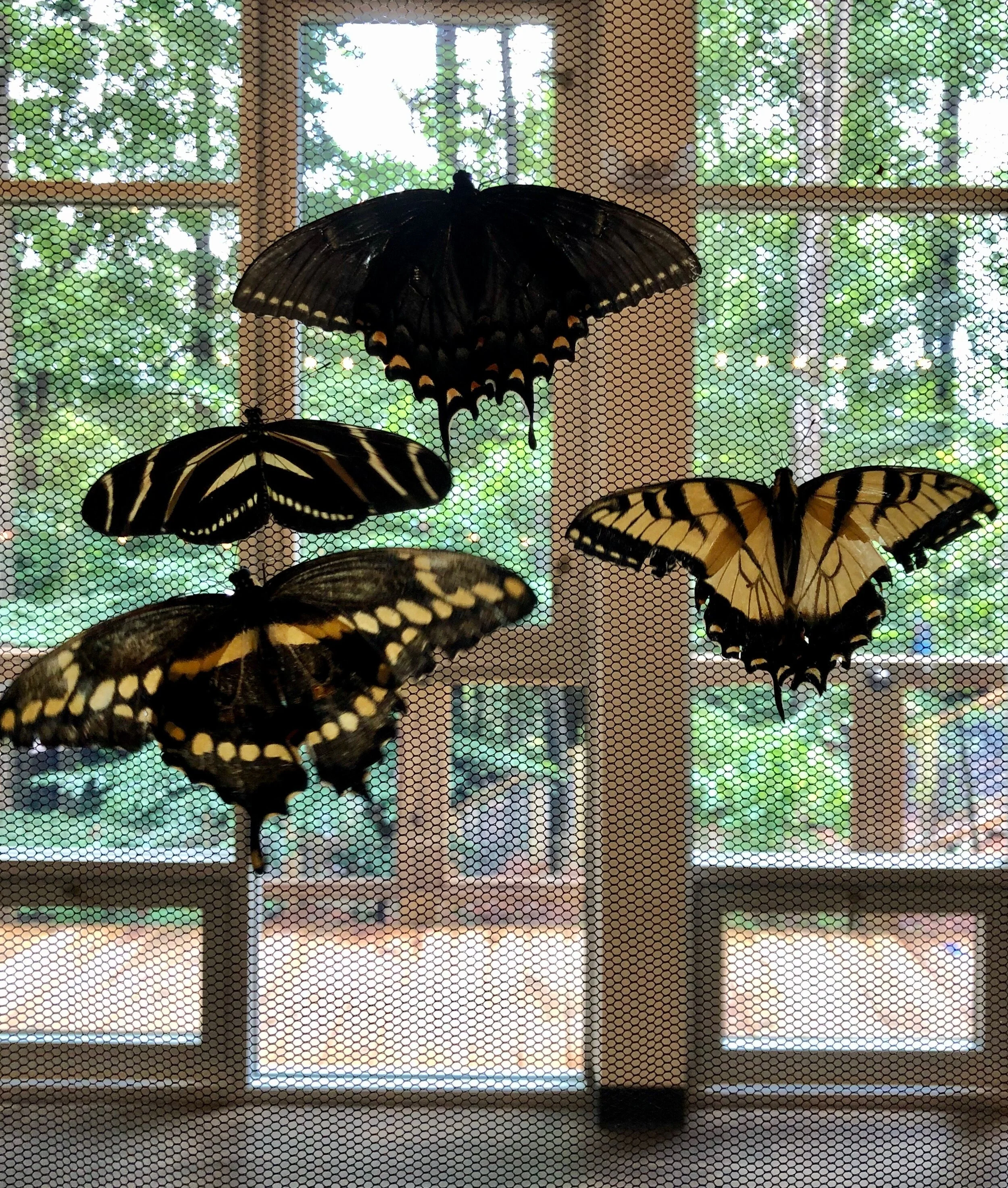 Flying Flowers: Beauty and Grief