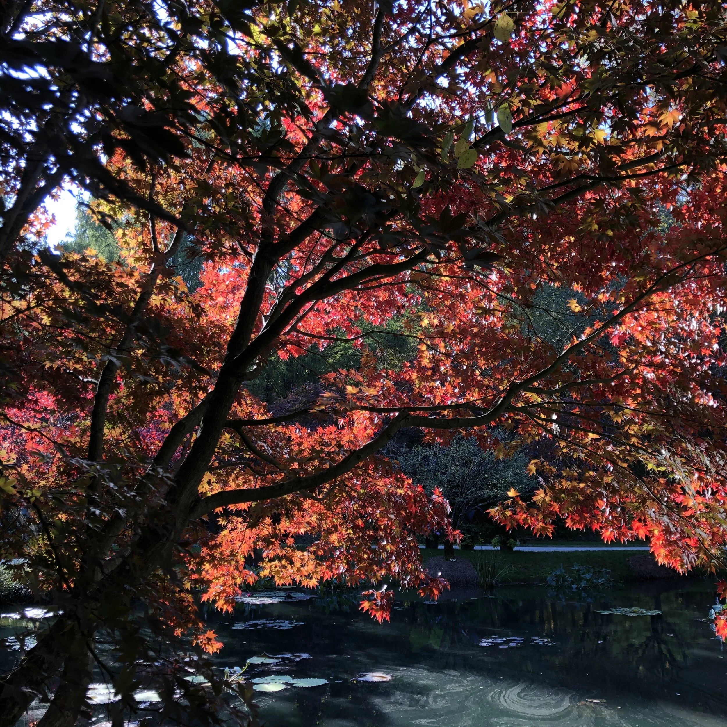Fall Leaves, Please
