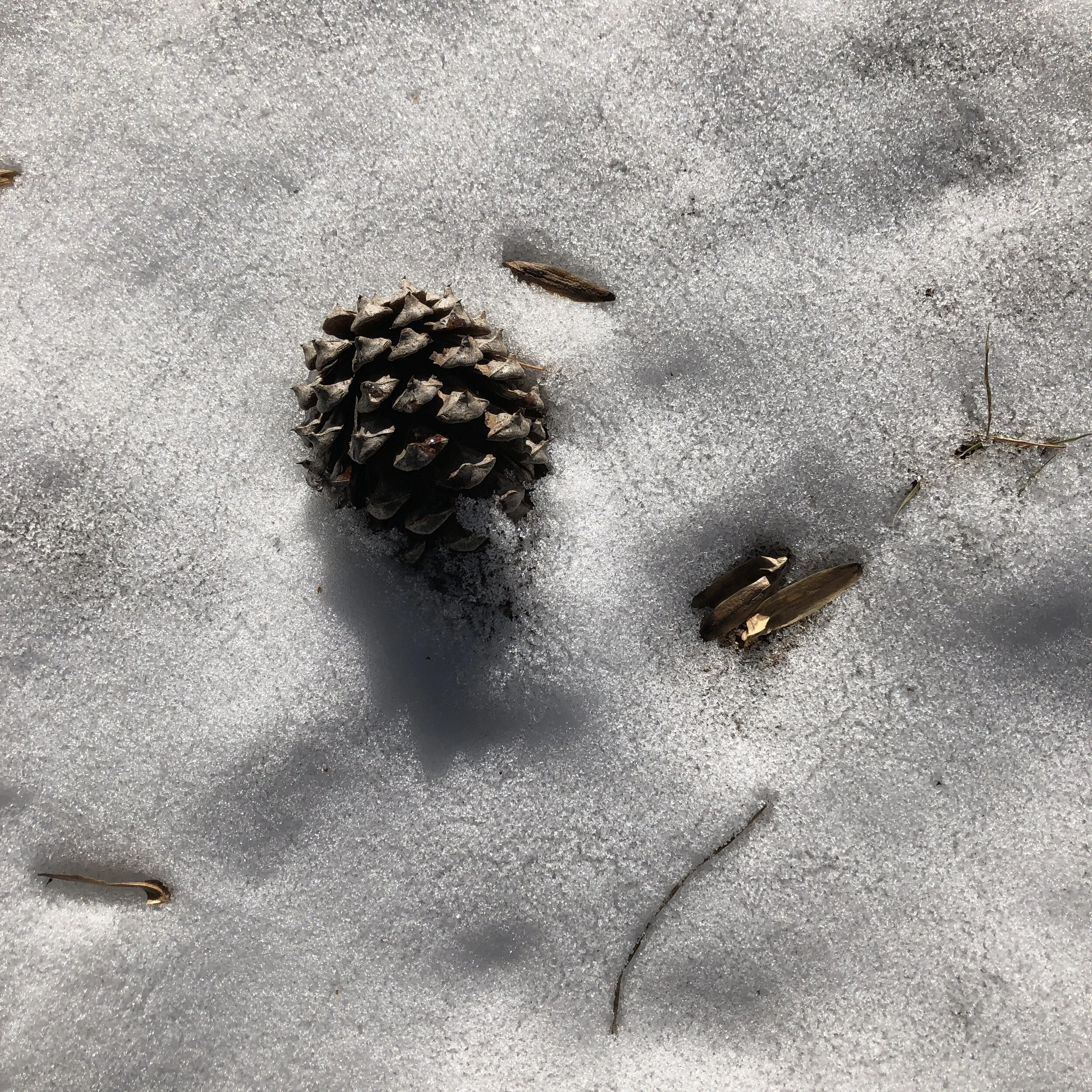 Winter Wonder