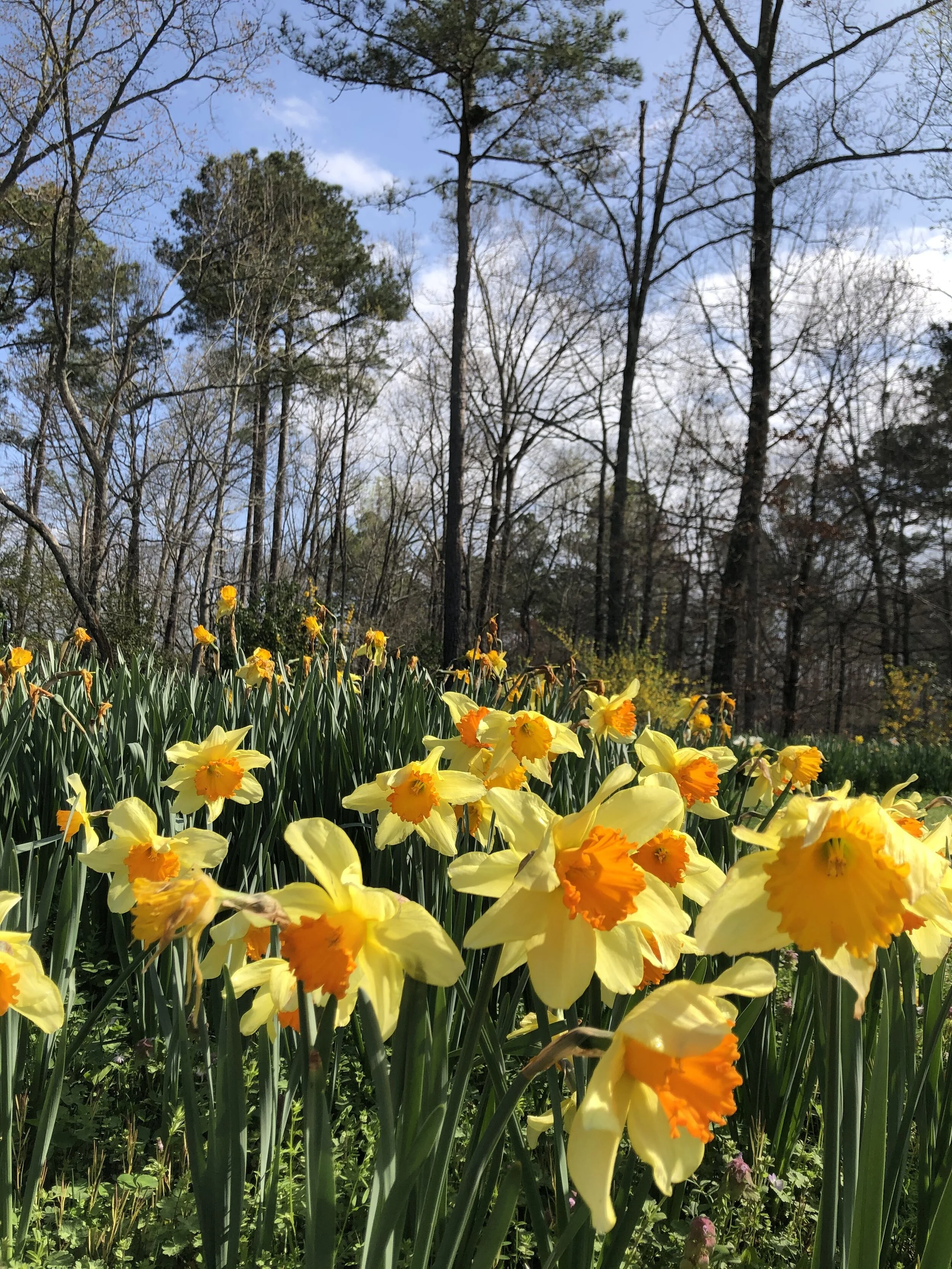 Not Just the Daffodils