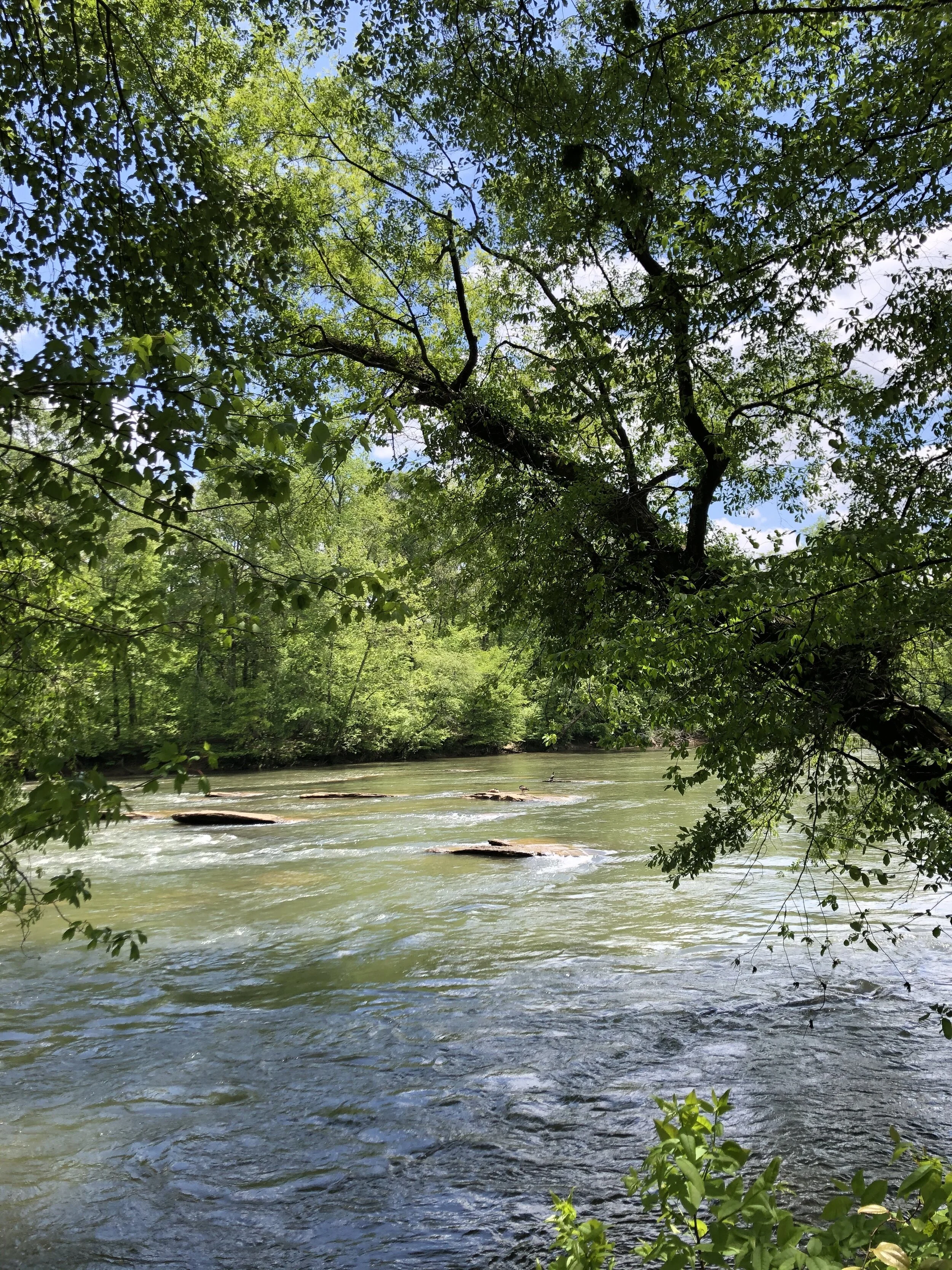 An Unexpected Beauty at the River
