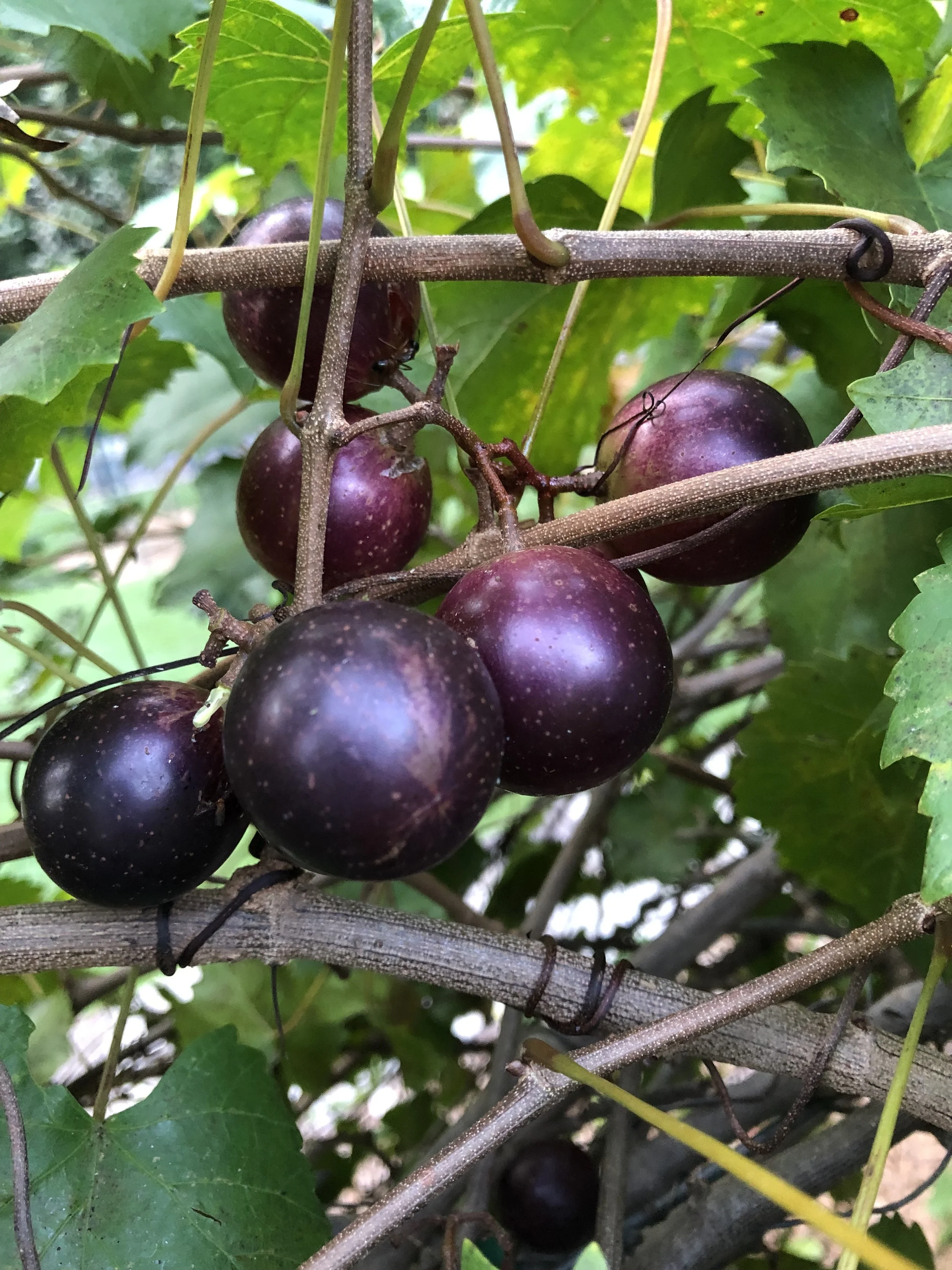 Muscadines: A Summer Must