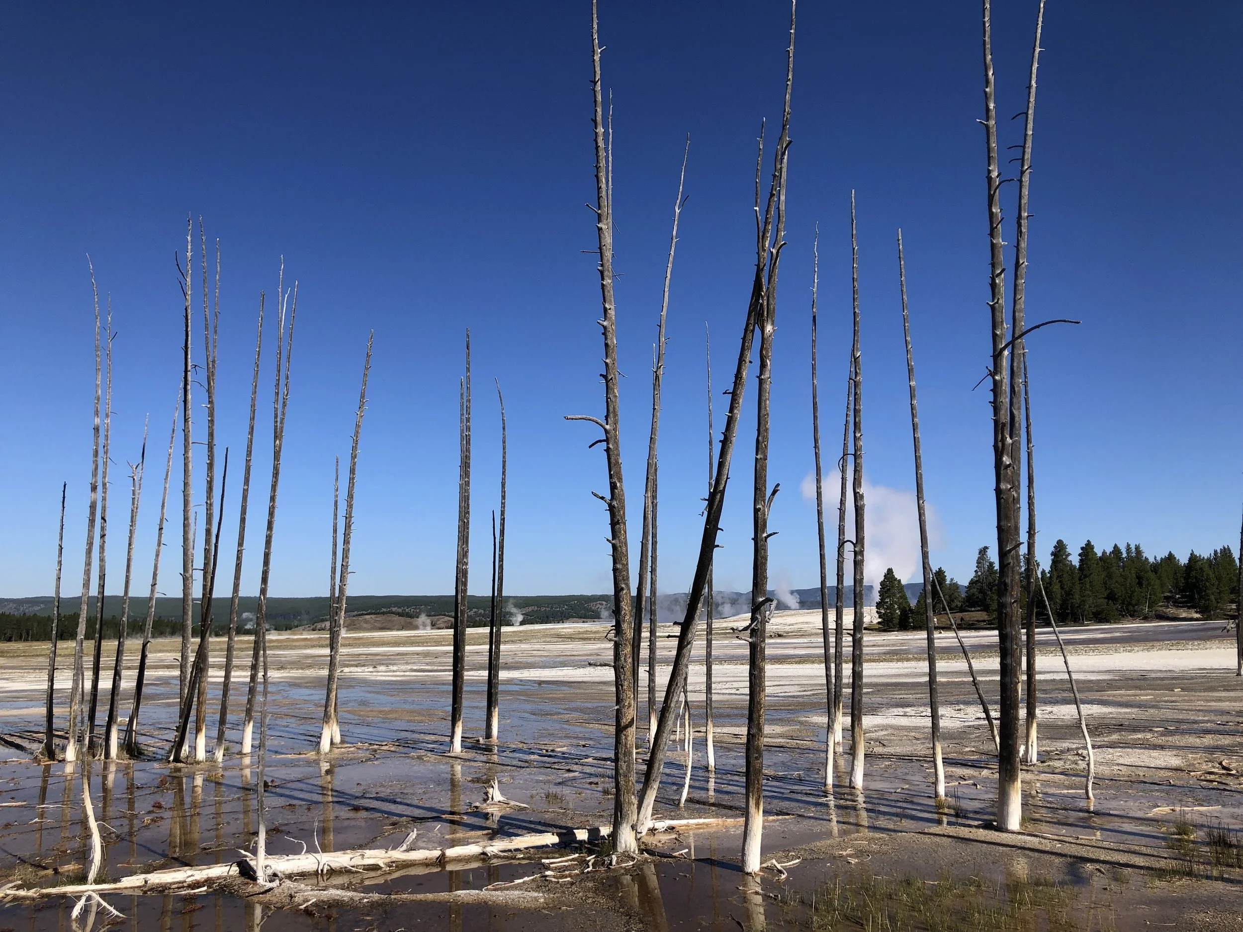 Basins and Bobby Socks Trees 