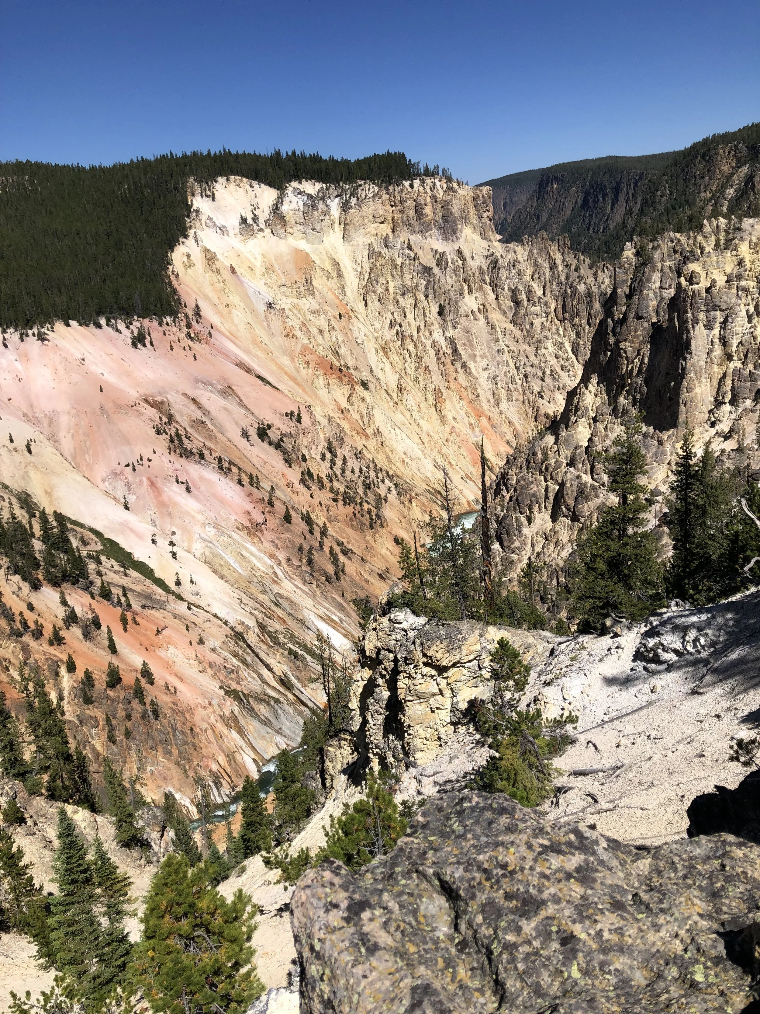 The Grand Canyon of Yellowstone and a Grand Old Beast Too