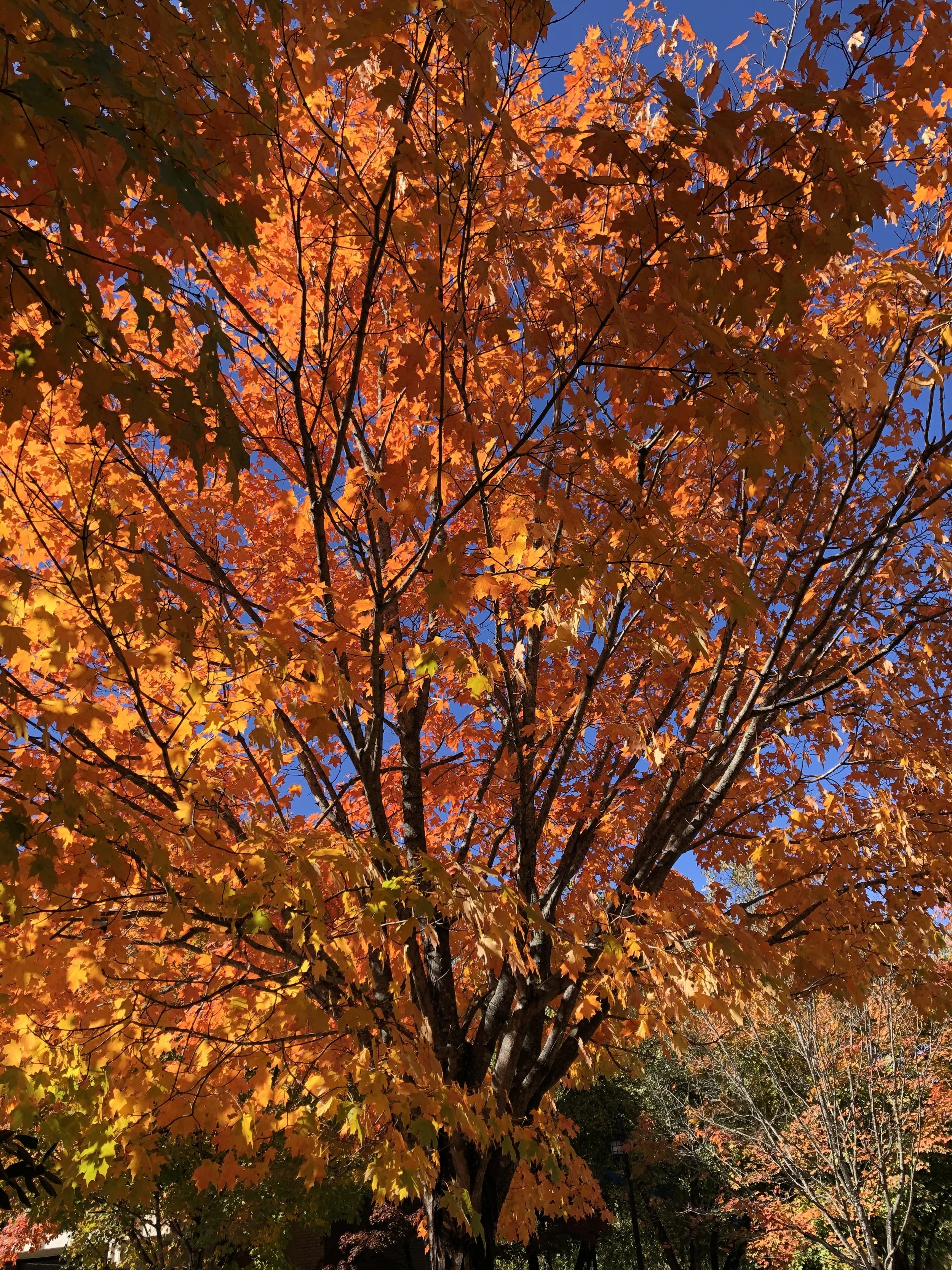 Fall Favorites for the Senses