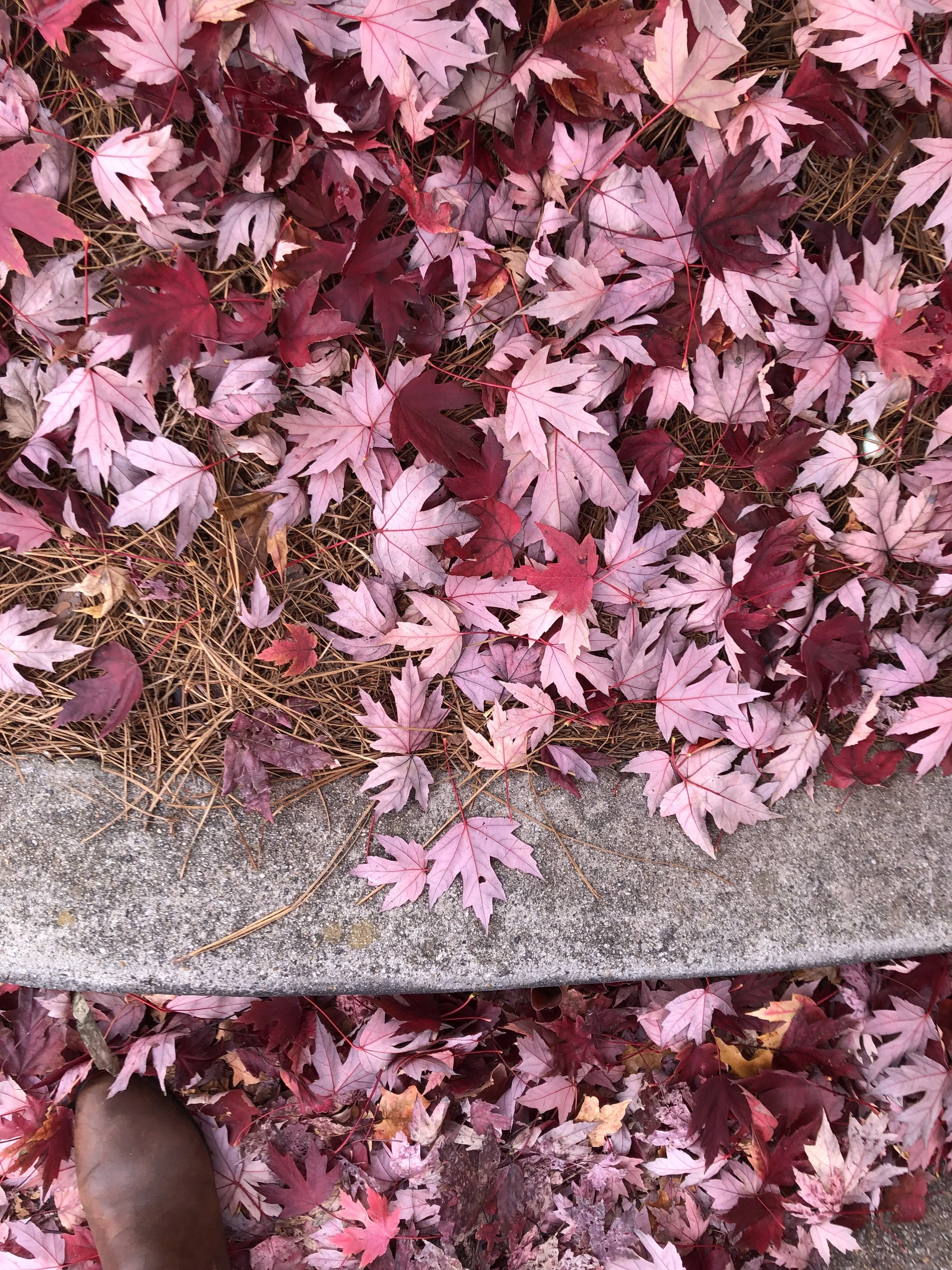 The Fragrance of Fall