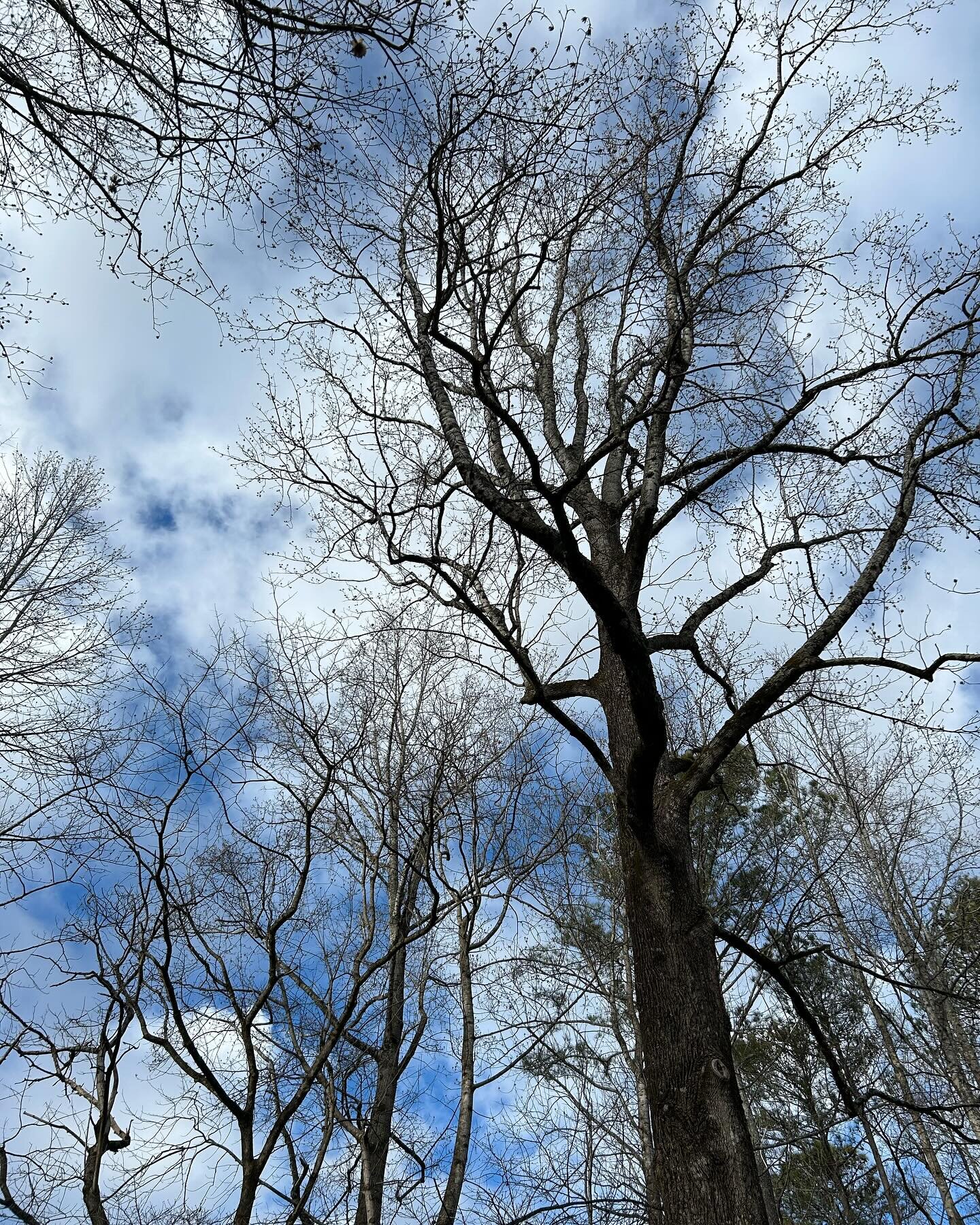 Bare trees silhouetted against a blue sky? #winterbeauty
