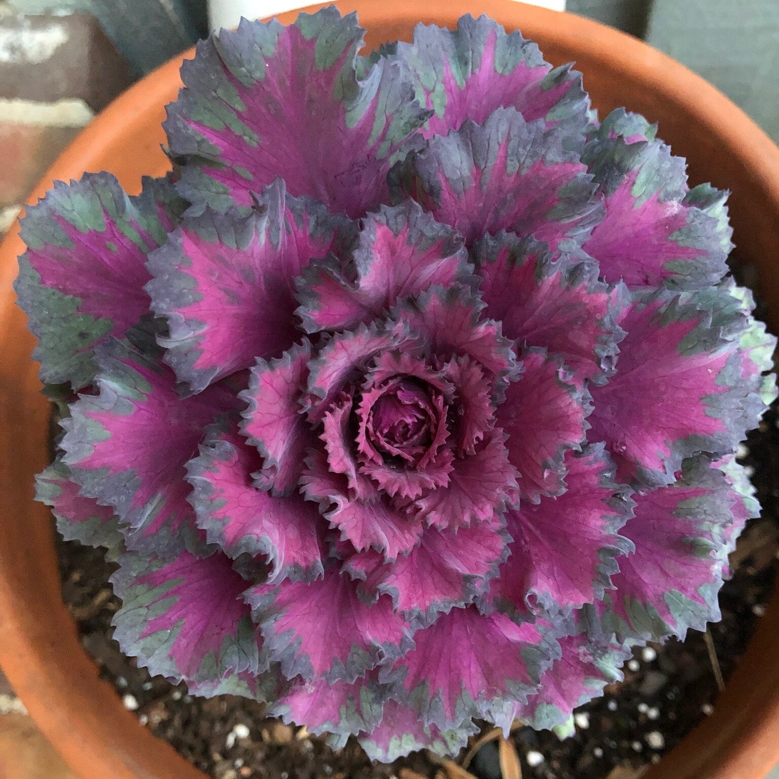 Vibrant purple with frilly grey/green edges. This sight on our porch heartens me on cold winter days.