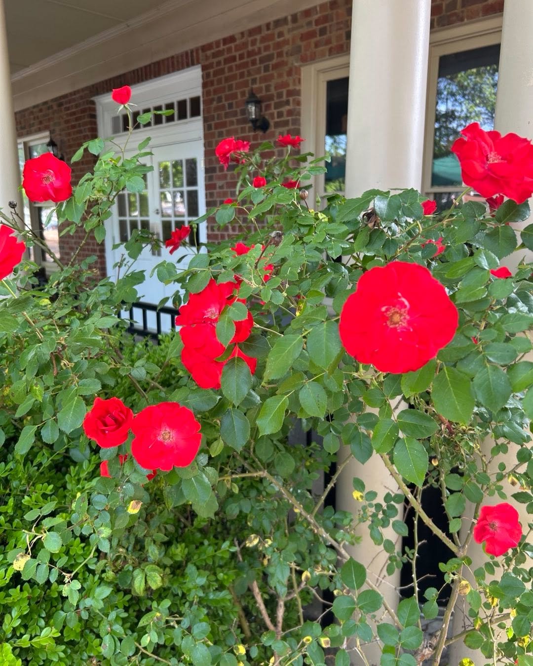 Spring beauty at Starbucks