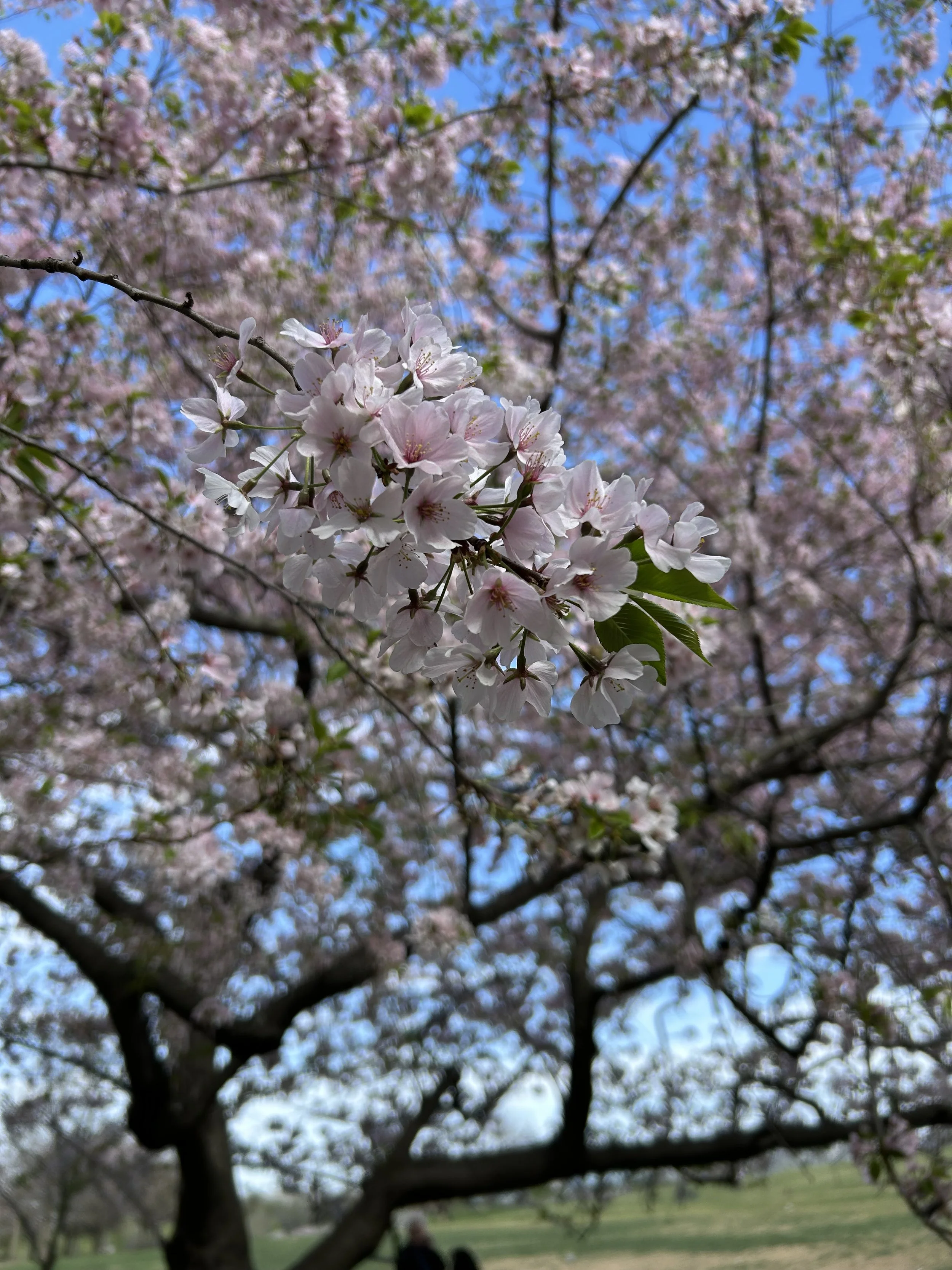 "Unexpected" Beauty at the Cherry Blossom Festival