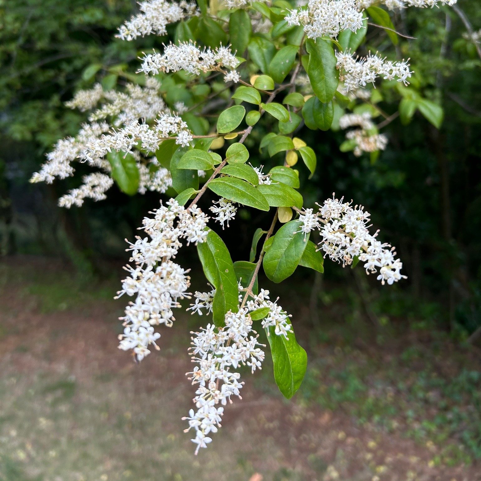 Too bad there's not a scratch and sniff feature. These smell amazing.