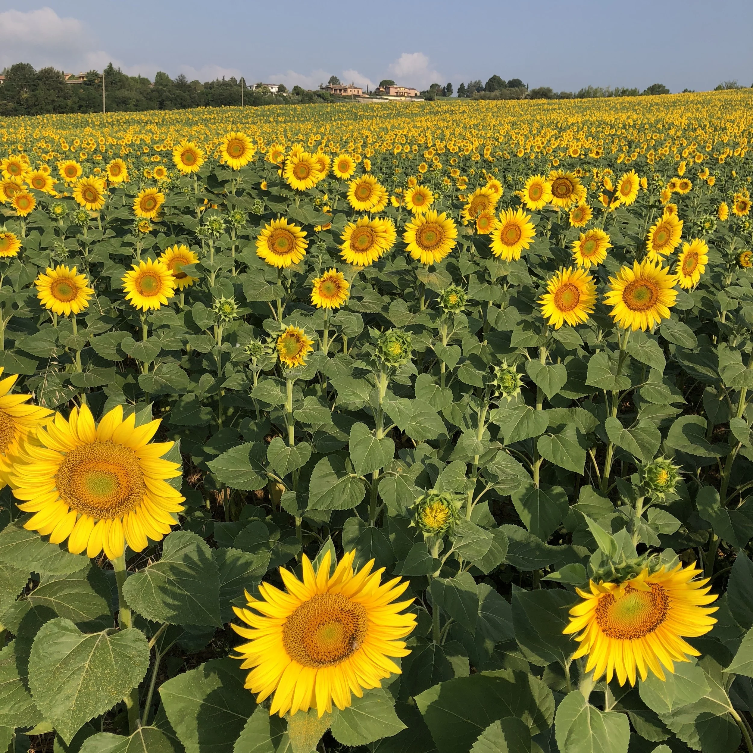 Your Moments of Beauty Shared