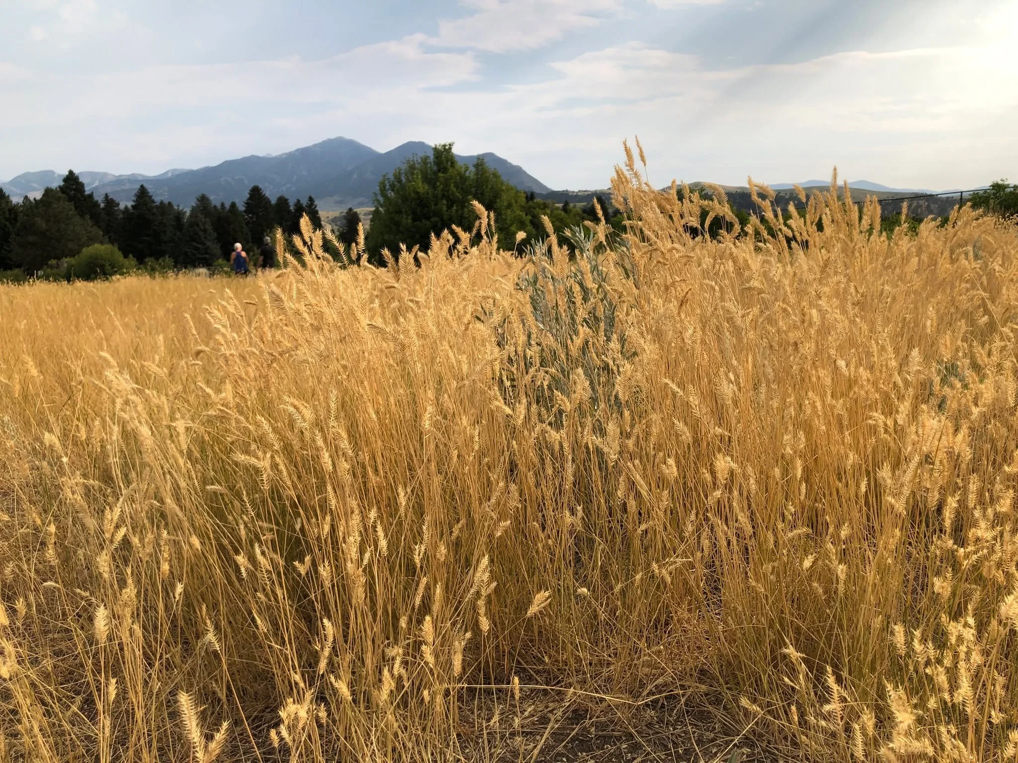 Early fall beauty
.
#gratitude #beautyofcreation #beautyintheordinary #theheavensdeclare #beautyinnature #beautyintheeveryday #godsbeauty #beautyincreation #natureisamazing #everydaybeauty #onmywalk #discoverbeauty #fallbeauty #bozeman