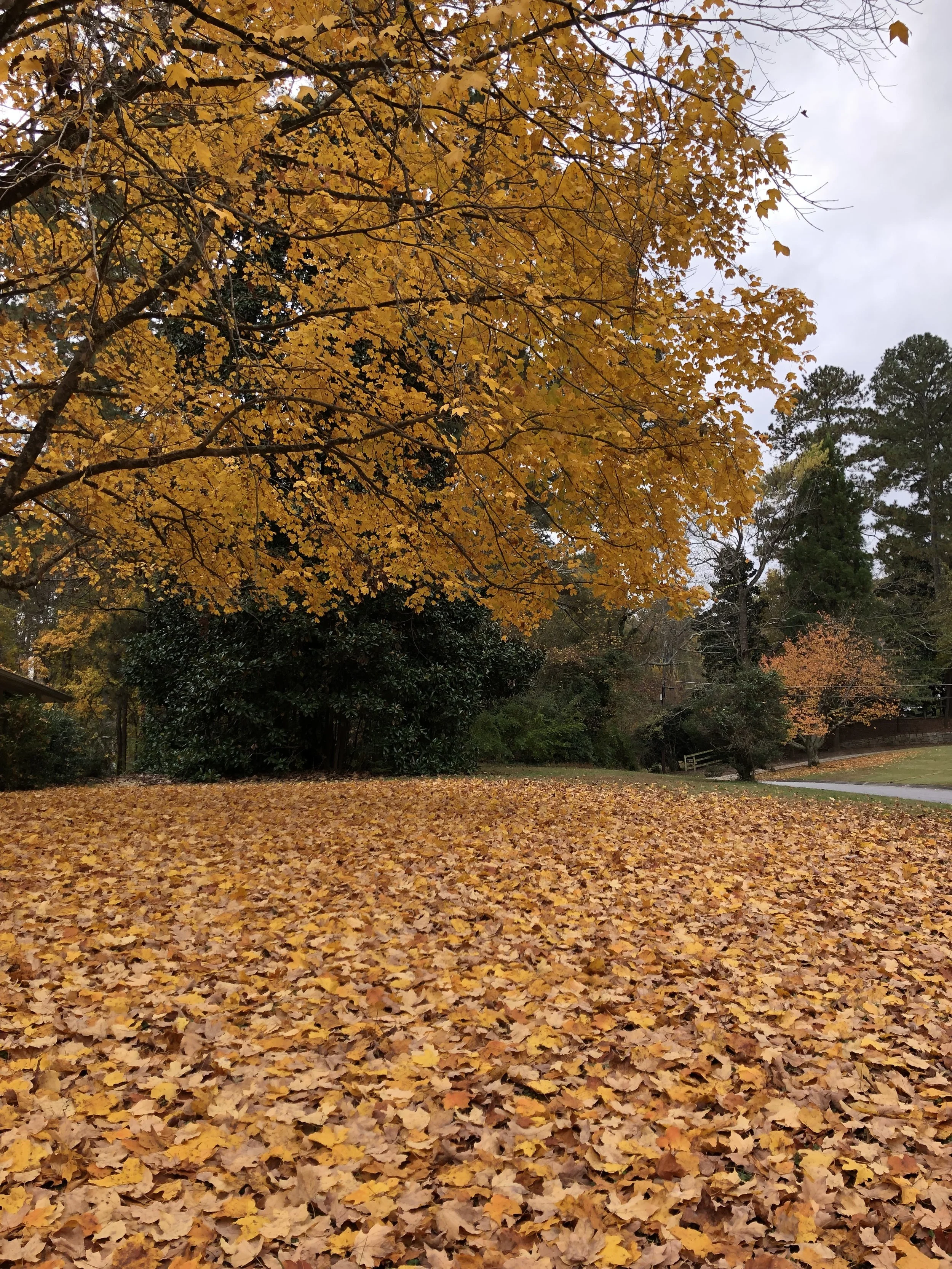 Finding Fall Beauty