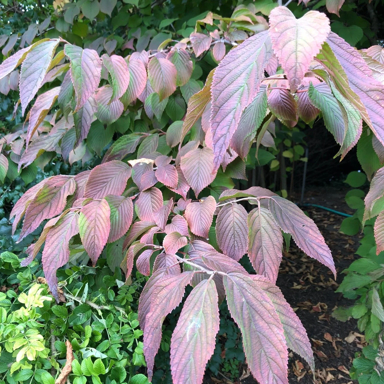 Japanese snowball bush leaves turning for the season. Love these unexpected colors for fall.