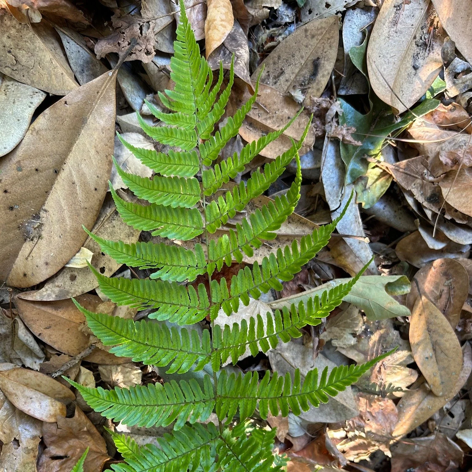 &quot;God made ferns to show what He could do with leaves.&quot; --Henry David Thoreau

.

#fallbeauty #fern #ferns #beautyintheordinary #beautyinnature #beautyincreation #beautyintheeveryday #beautyofcreation #onmywalk #gratitude #natureisamazing #d