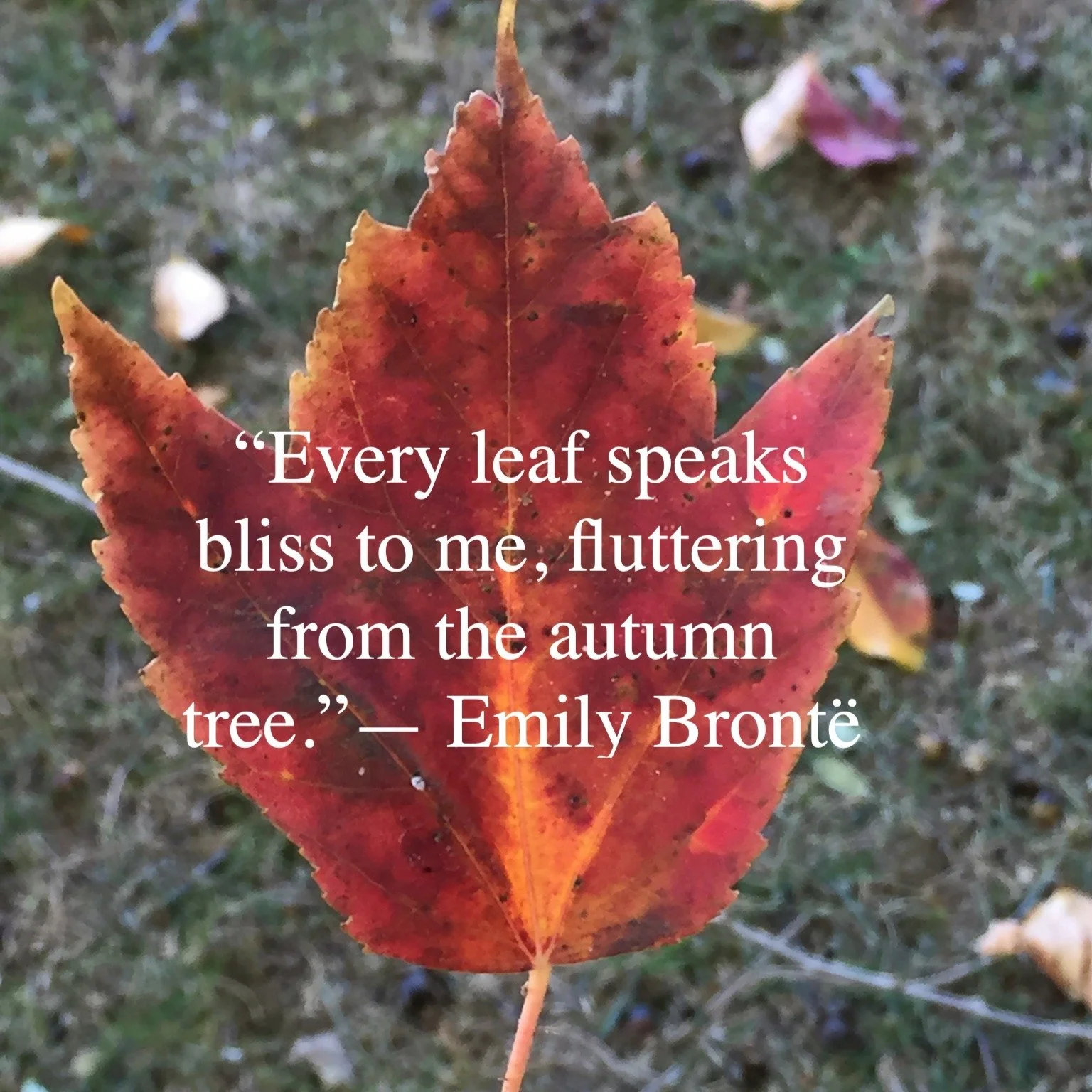 “Every leaf speaks bliss to me, fluttering from the autumn tree.”
— Emily Brontë