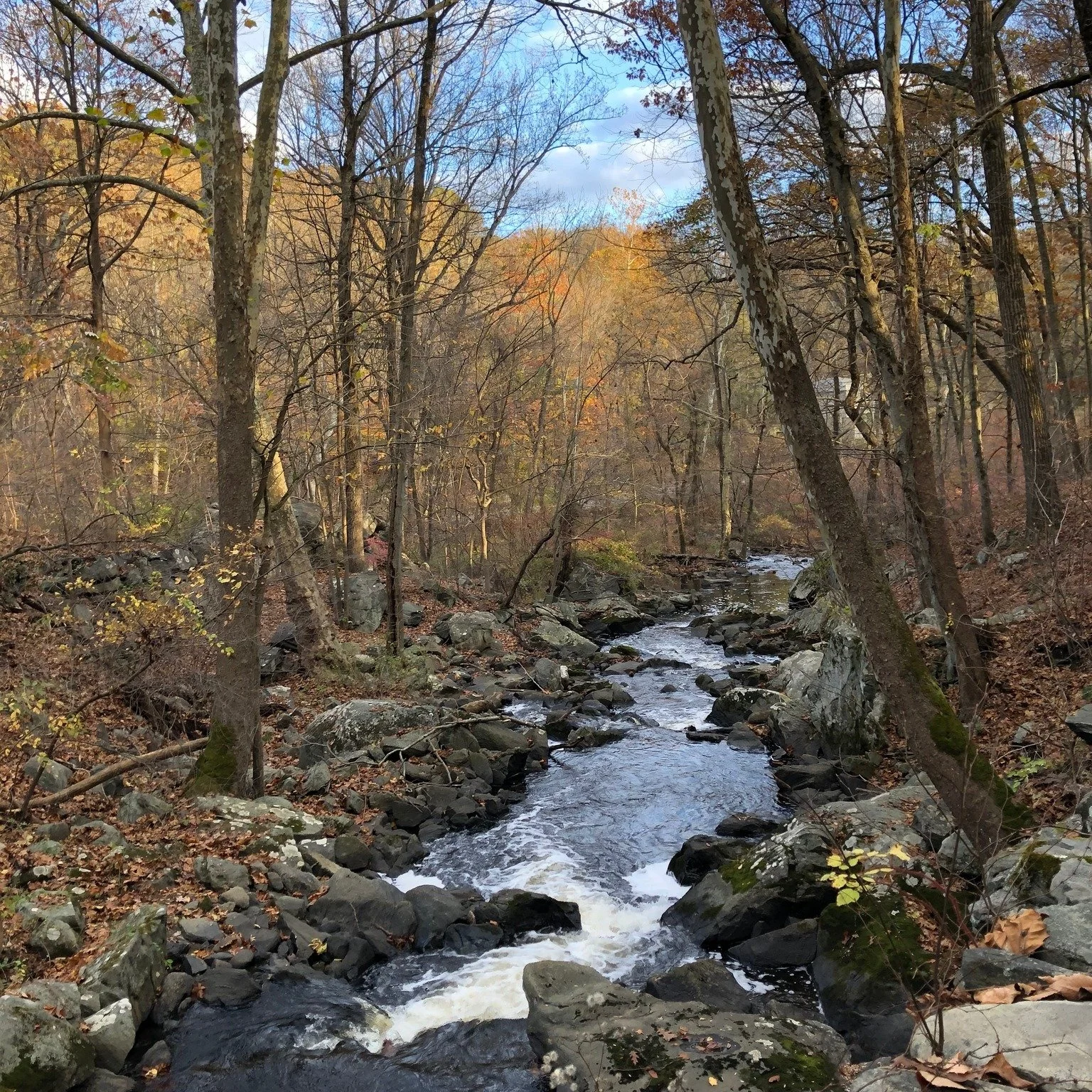It's here! It's here! So excited to announce that Glimsen.net has a new design. Check  out the new website and "Get your Glimsen today!" (as one reader did). 
.
#walkinmyneighborhood #beautyinnature #everydaybeauty #beautyintheordinary #b