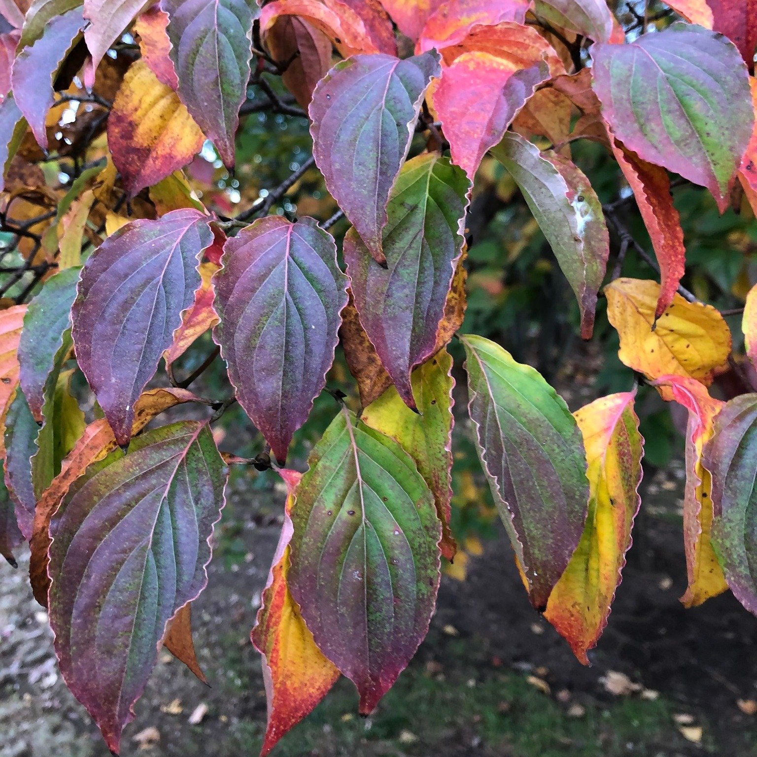 &quot;October is the month for painted leaves.&quot; &mdash; Henry David Thoreau. Some of the most striking I've ever seen.