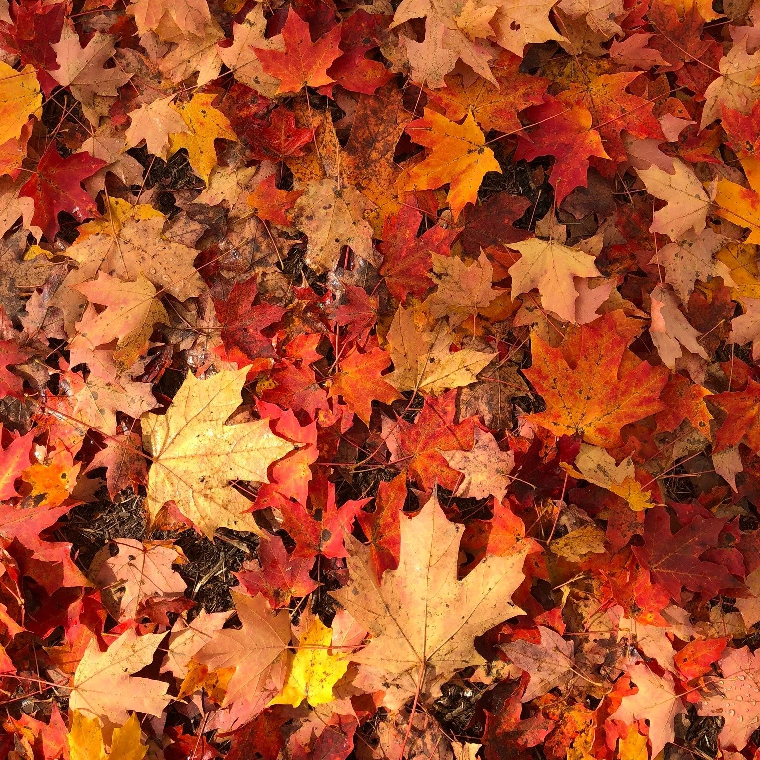 &ldquo;The fallen leaves in the forest seemed to make even the ground glow and burn with light&rdquo; &mdash; Malcolm Lowry

.

 #beautyinnature #beautyincreation #fallbeauty #beautyintheeveryday #beautyintheordinary #beautyofcreation