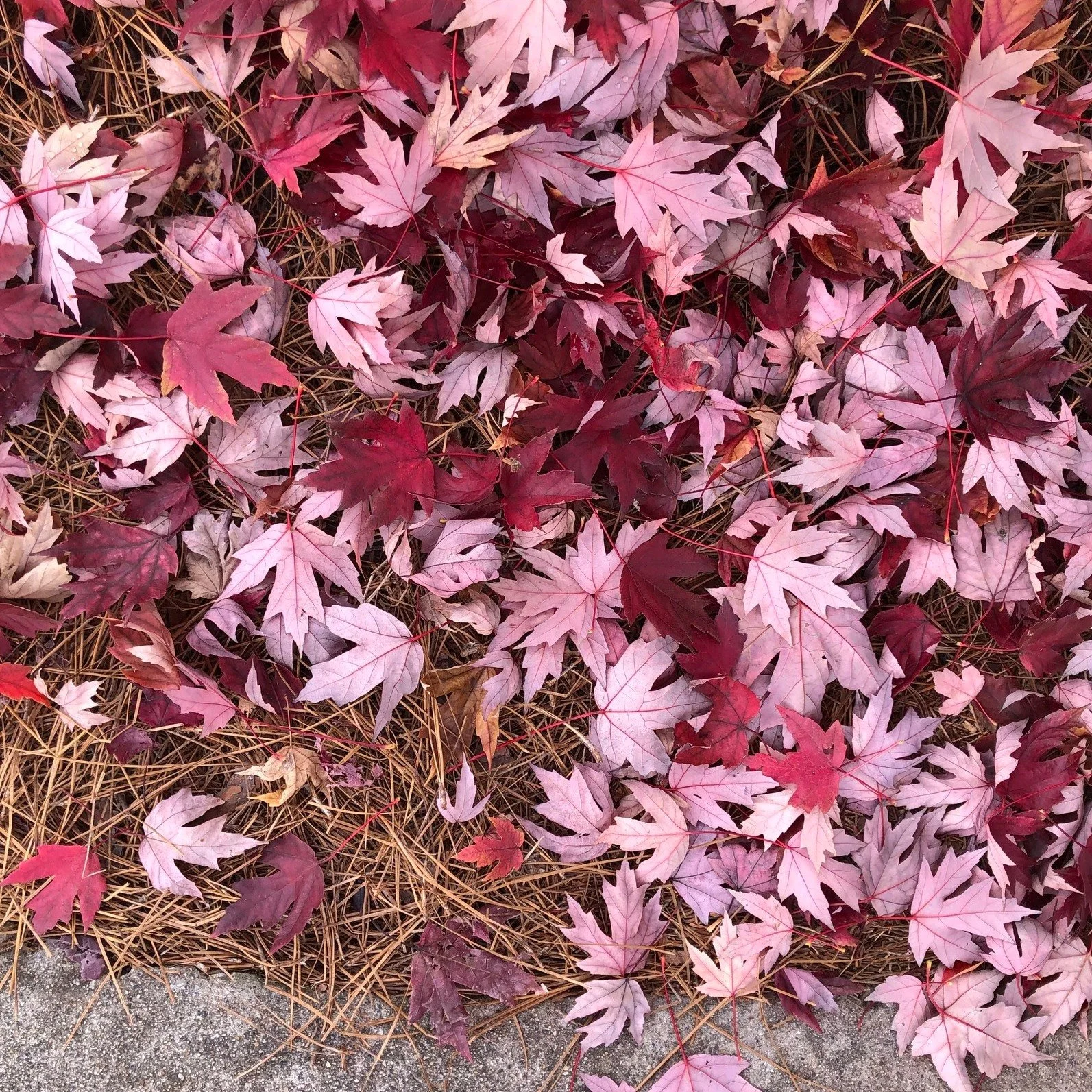 This week on the blog, we're talking about the fragrance of fall. What are your favorite scents of the season? 

.

#beautyinnature #discoverbeauty #beautyintheordinary #natureisamazing #everydaybeauty #beautyincreation #beautyintheeveryday #beautyof