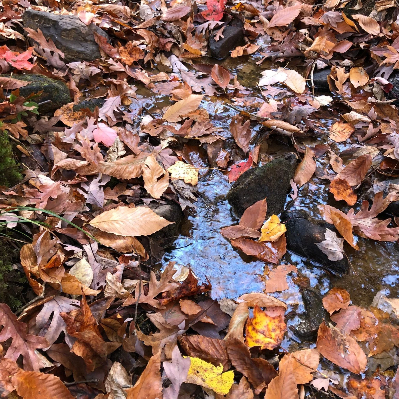 &quot;Thank you for prompting me to think on beautiful things,&quot; wrote Ann, a Glimsen blog reader and subscriber. Her comment encourages me every time I read it and reminds me of the importance of encouragement in our lives. Is there someone you 