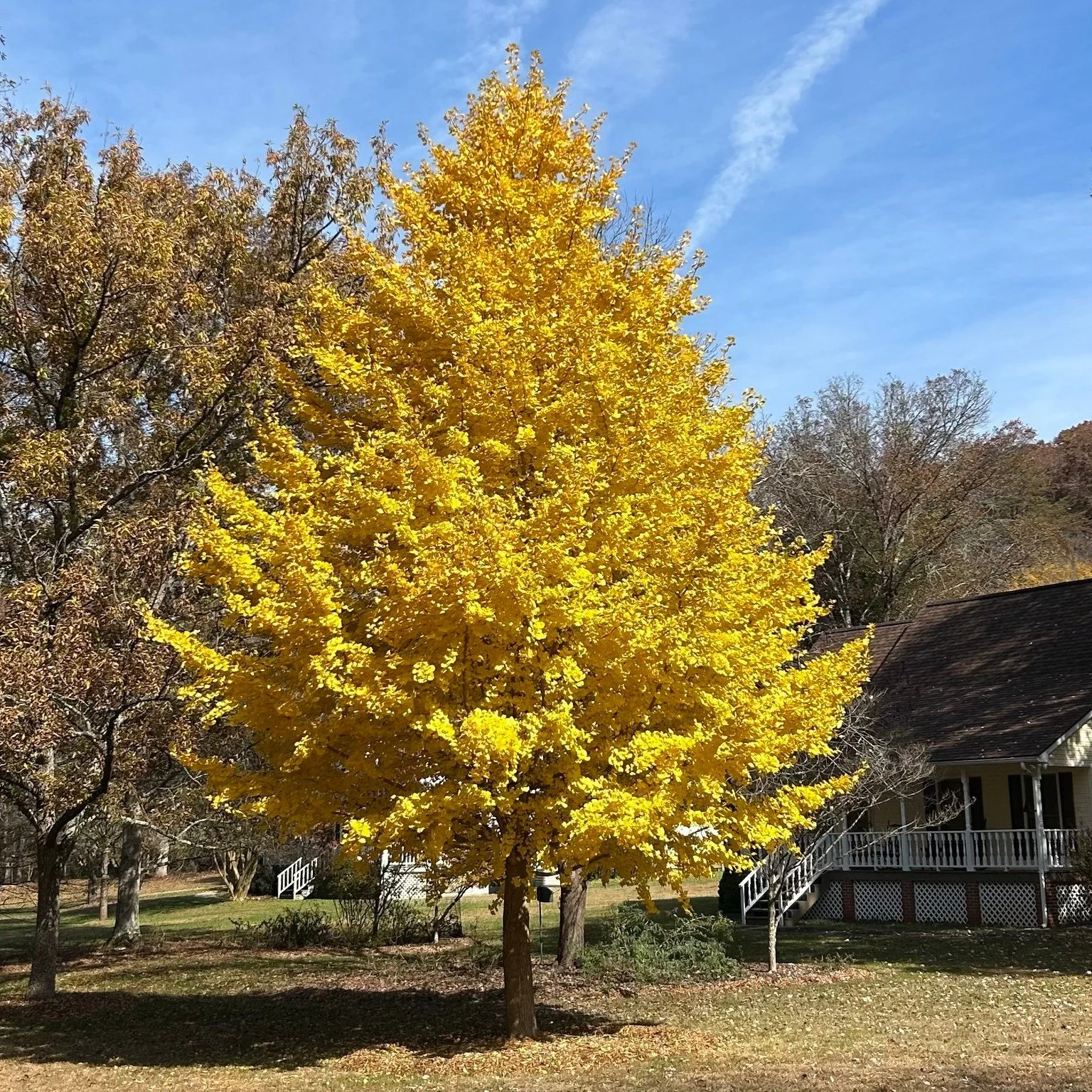 &quot;Autumn carries more gold in its pocket than all the other seasons.&quot; - Henry David Thoreau. I wonder if he was thinking about glorious ginkgos like this?

.

 #beautyofcreation #beautyintheordinary #theheavensdeclare #fallbeauty #beautyinth
