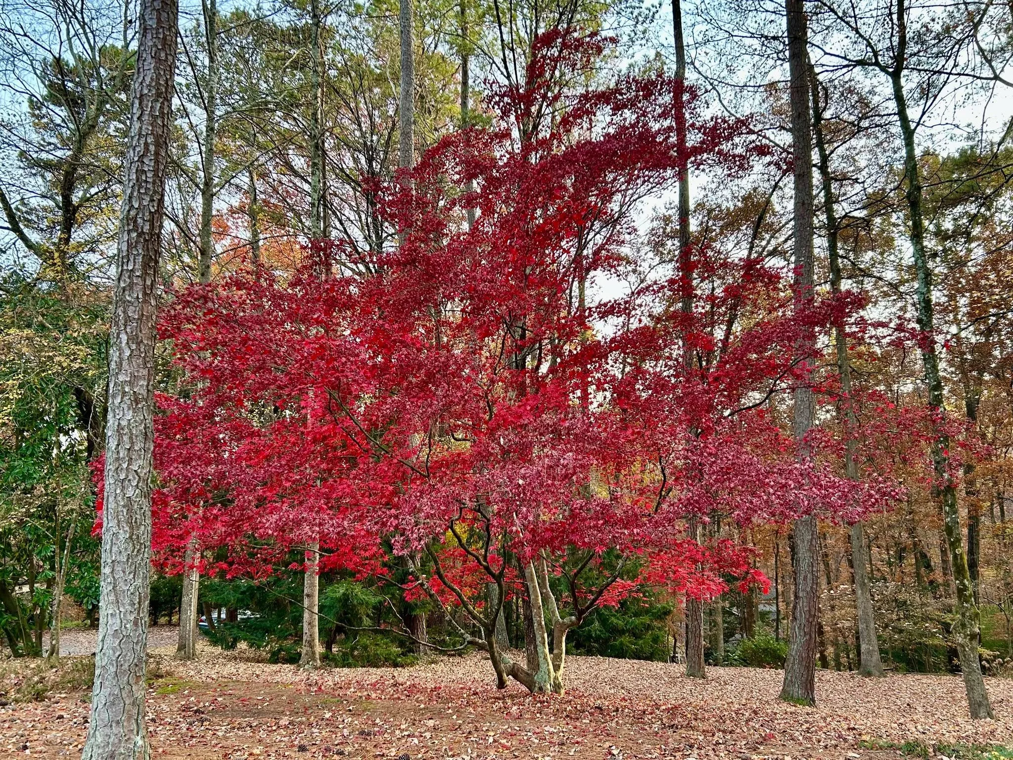 A massive red maple tucked in the woods behind some shrubs. I drive by it everyday but have never noticed it. Have you been surprised by beauty lately?

.

 #beautyinnature #beautyofcreation #natureisamazing #onmywalk #fallbeauty #beautyincreation #e