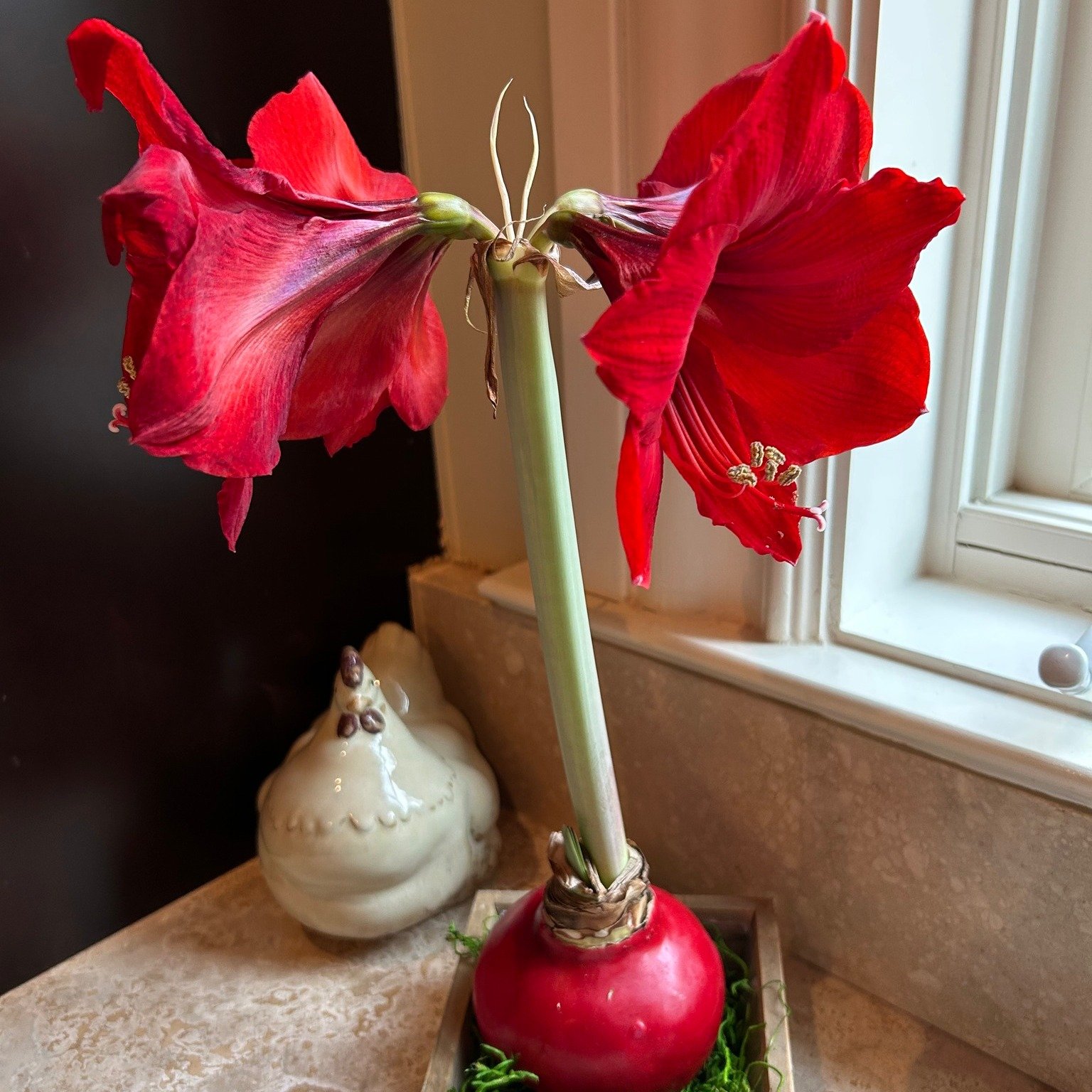 Striking red amaryllis next to my friend's windowsill. I'm grateful for long-lasting winter beauty like this, especially on dull, gray days.