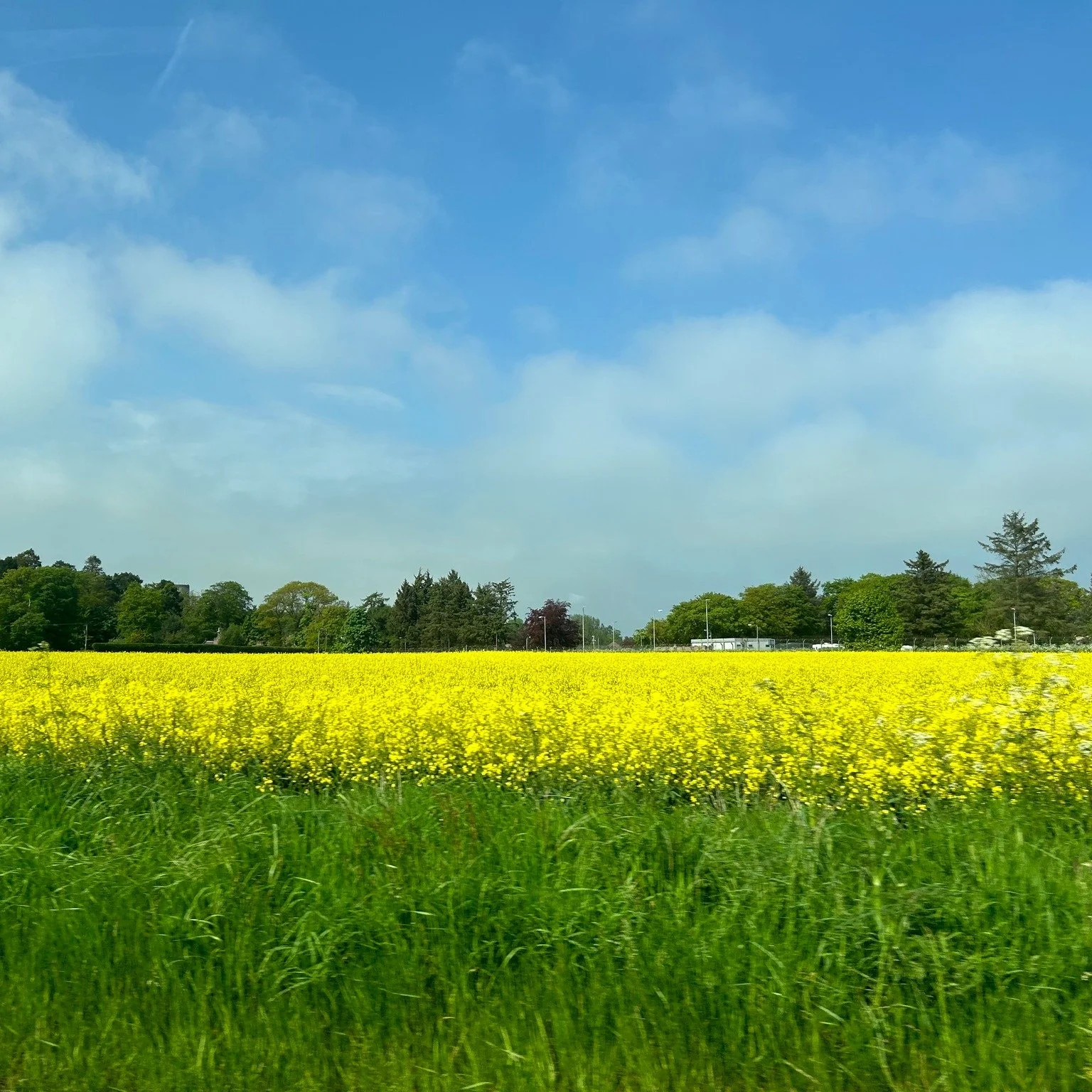 Yellow flowers represent friendship, so here's to my friends on Galentine's Day. So grateful for all of you!

(Field of yellow, Scotland 2025)