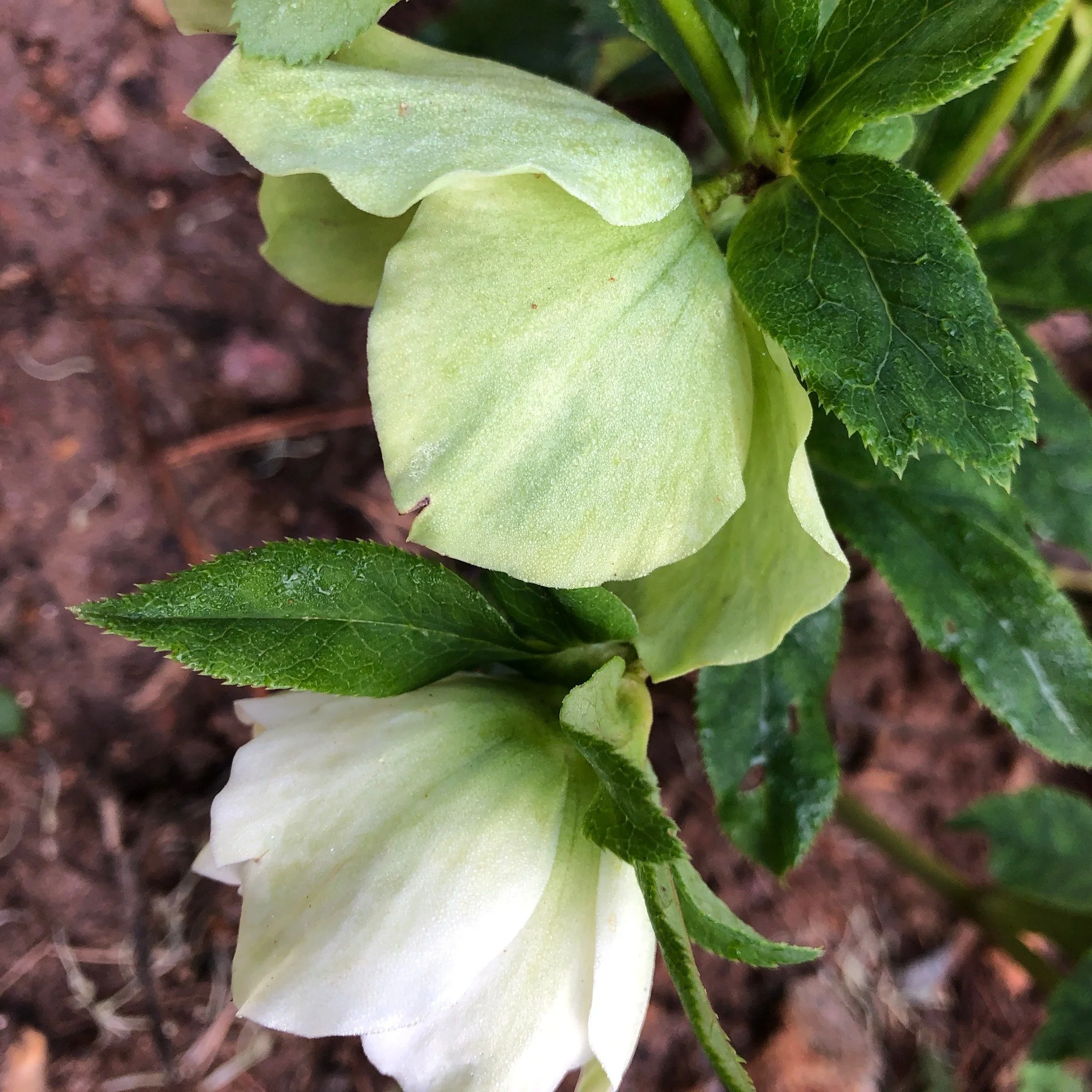 Lenten roses hiding their faces. 

#SeasonOfLent