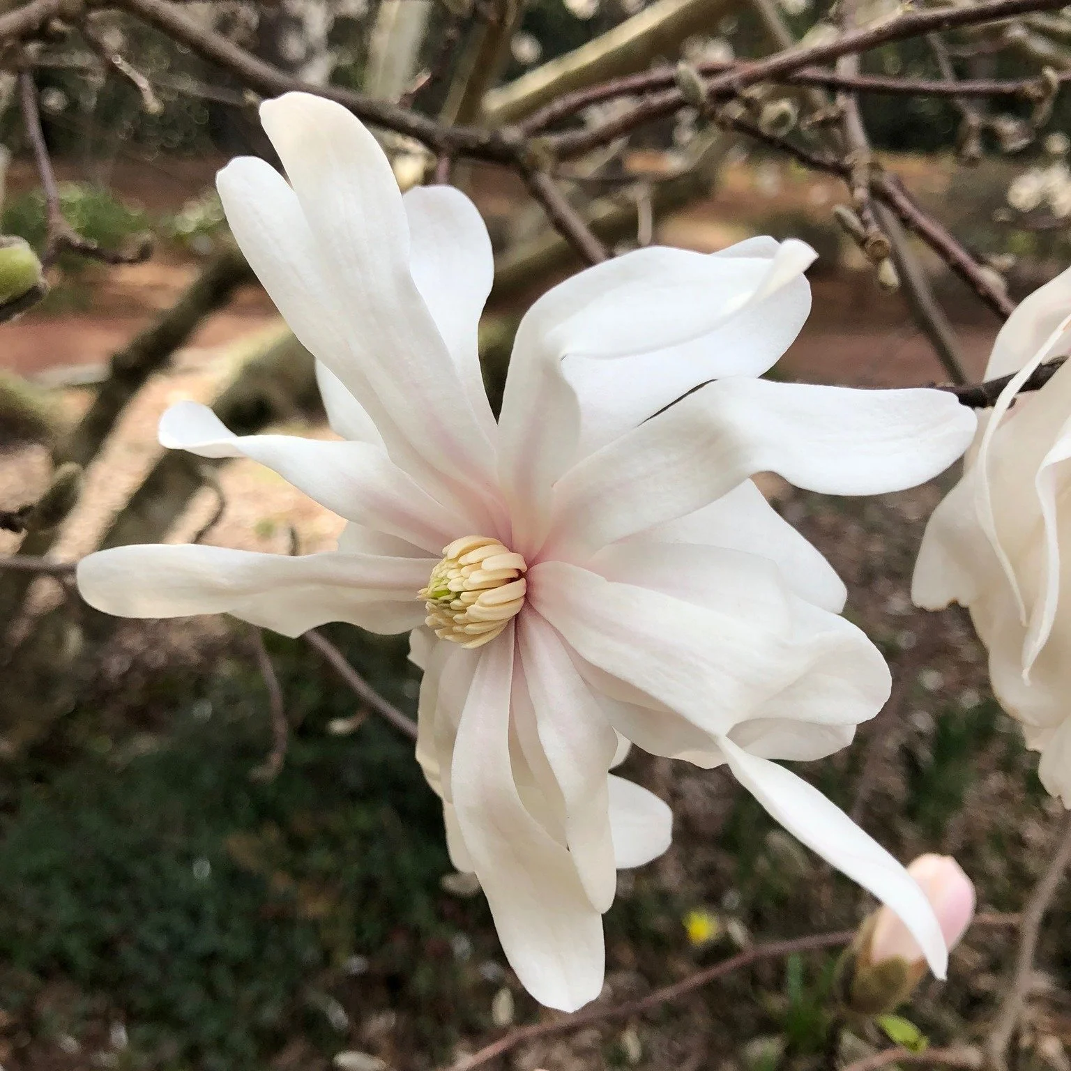 A star magnolia reminding me that Spring is coming, its beauty a sign that new life is  beginning to awaken.