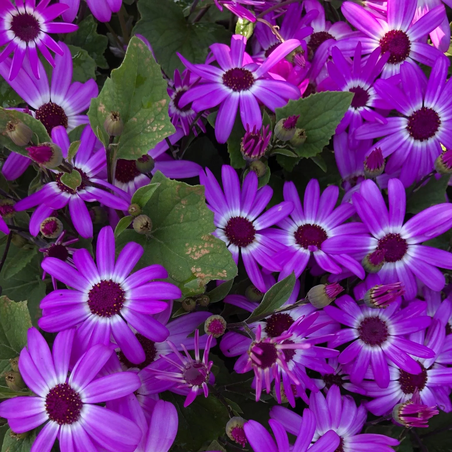 Purple, a color of the Lenten season.

#lentenseason