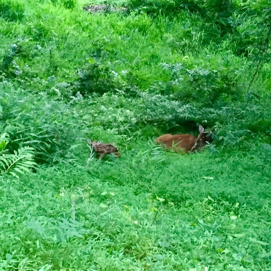 A doe and her fawn. What do you see? This week on the blog, seeing what's hidden.