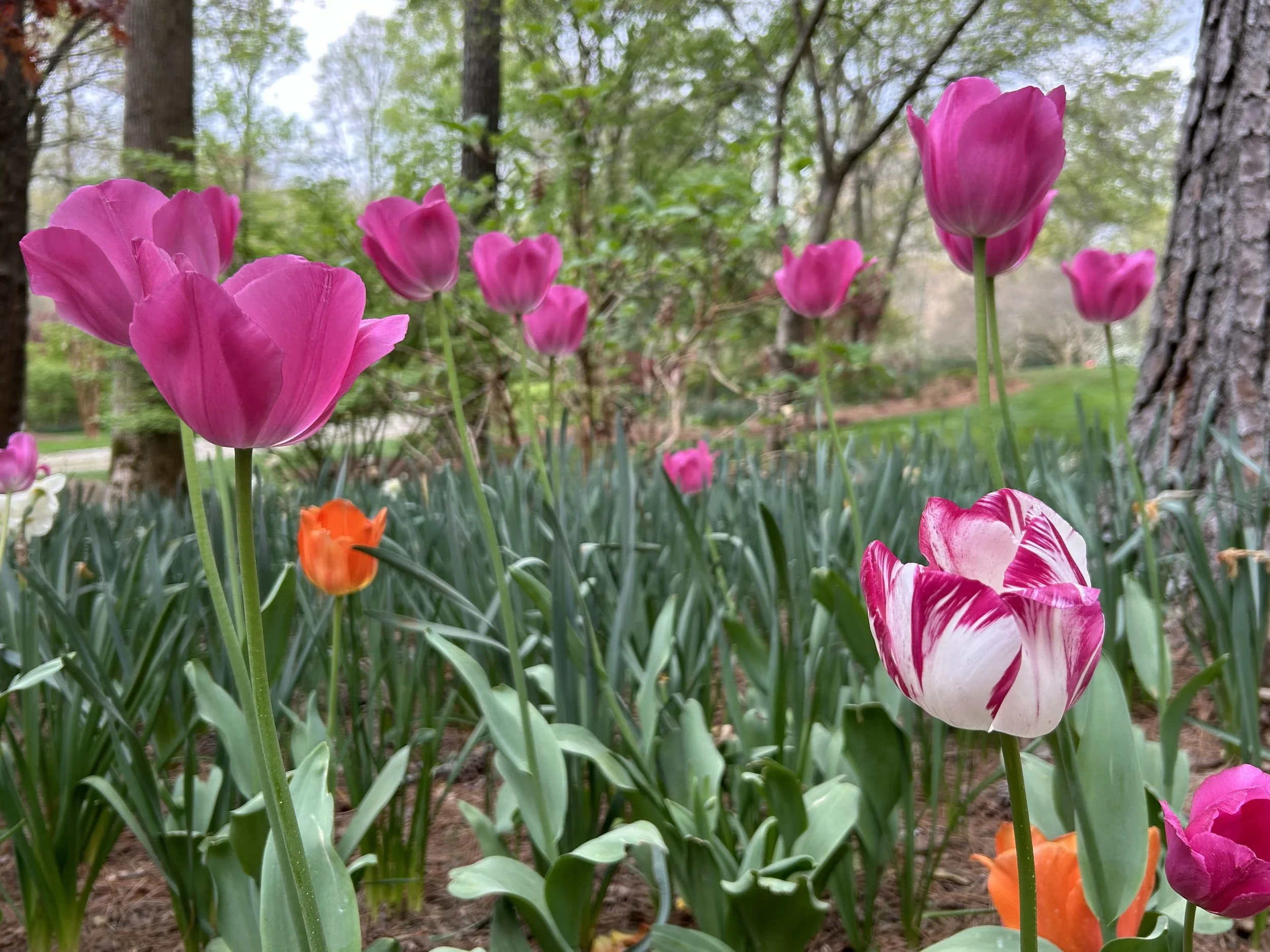 Finding Spring Beauty