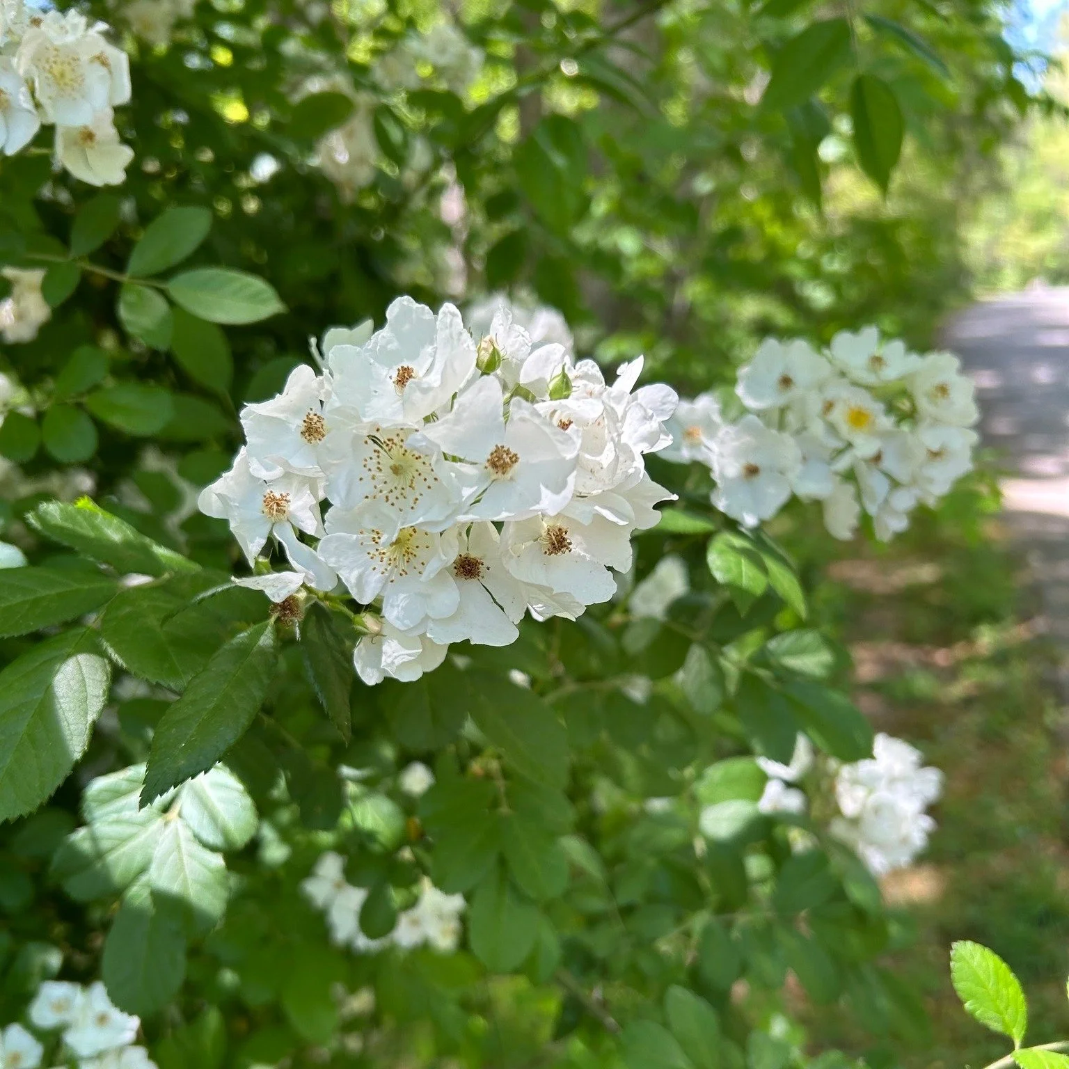 Found this fragrant beauty growing wild on the side of the road and couldn't resist taking a little bit of it home with me. What beauty have you seen today?
