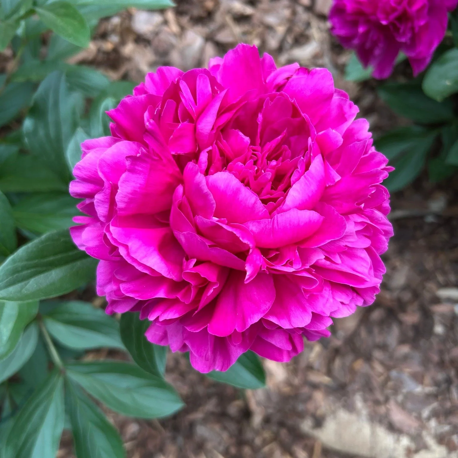 Stunning peony on my daily walk. So grateful for both the gardener and the Gardener.