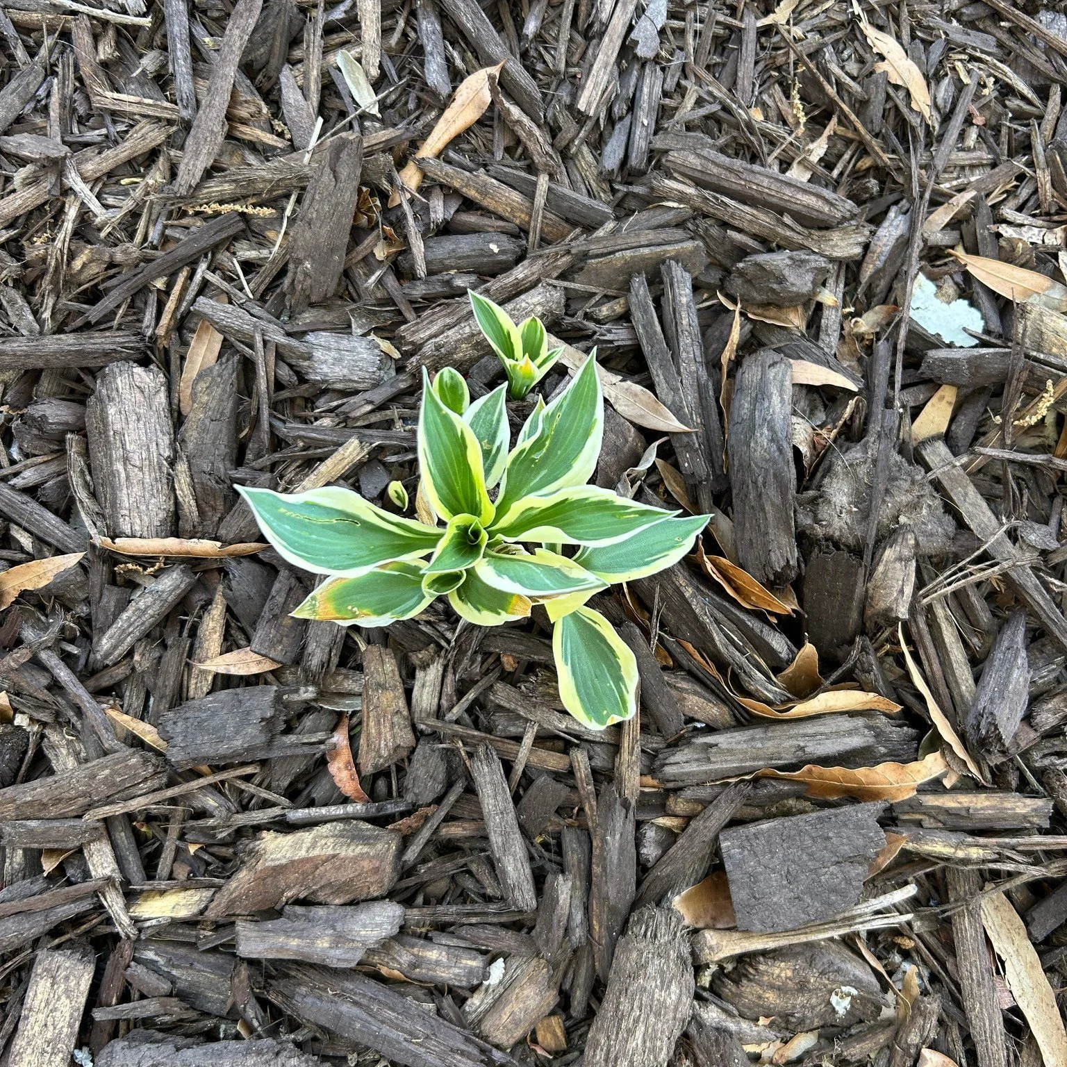Baby hosta in the parking lot. Beauty is all around us if we have the eyes to see it.