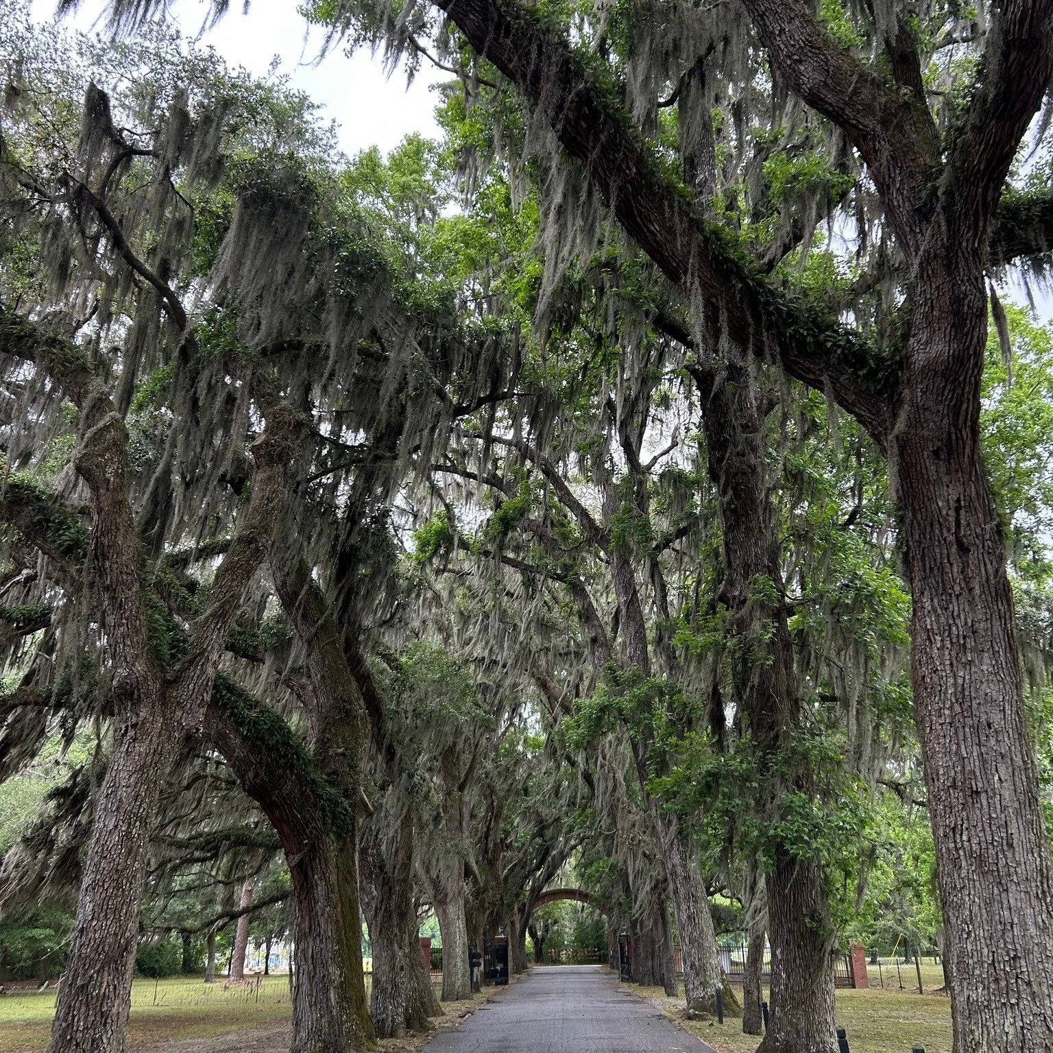 Spanish moss always make a moody moment.

#savannah
