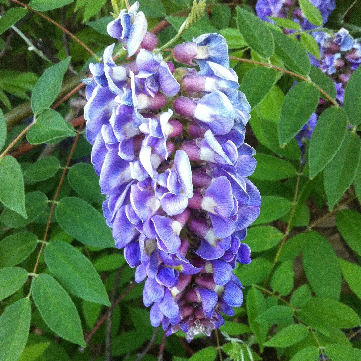 A profusion of purple beauty at an outdoor mall.