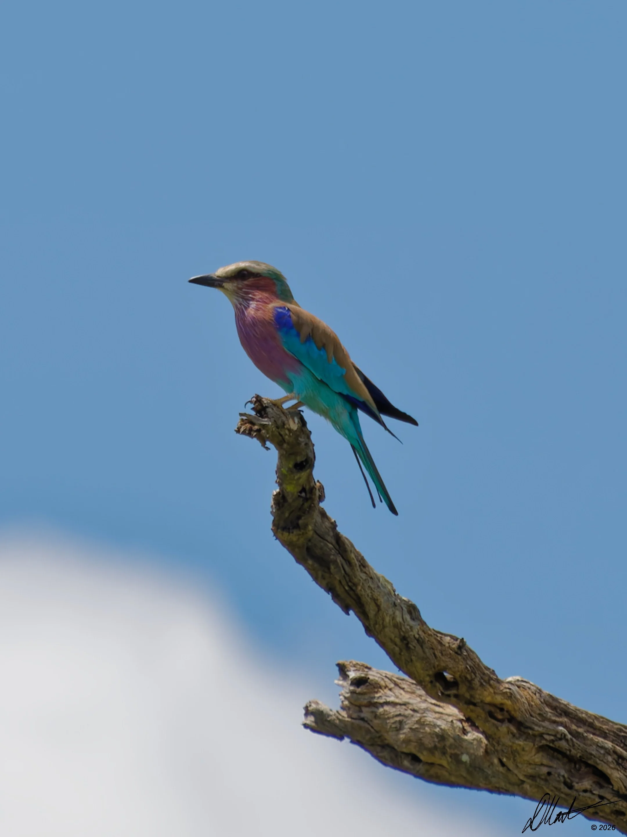 Dan Martin: Taking Joy in Natural Beauty