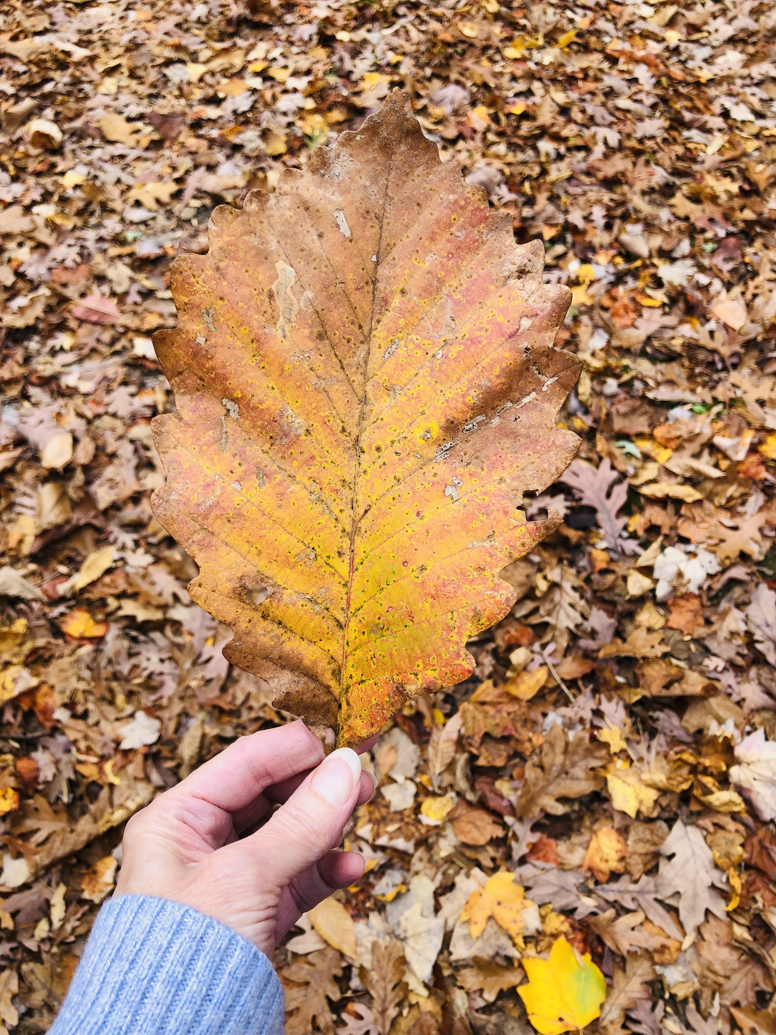 Finding Fall Beauty--and Having Fun, Too
