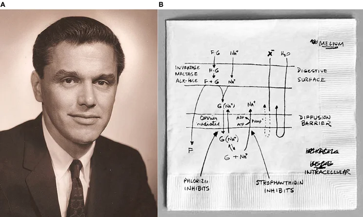 Image A: Photo of Dr. Robert K. Krane from the 1960's.Image B: Dr. Krane's hand drawn rendering of coupled Sodium Glucose transport in the small intestine.Images from Kirk Hamilton's paper.
