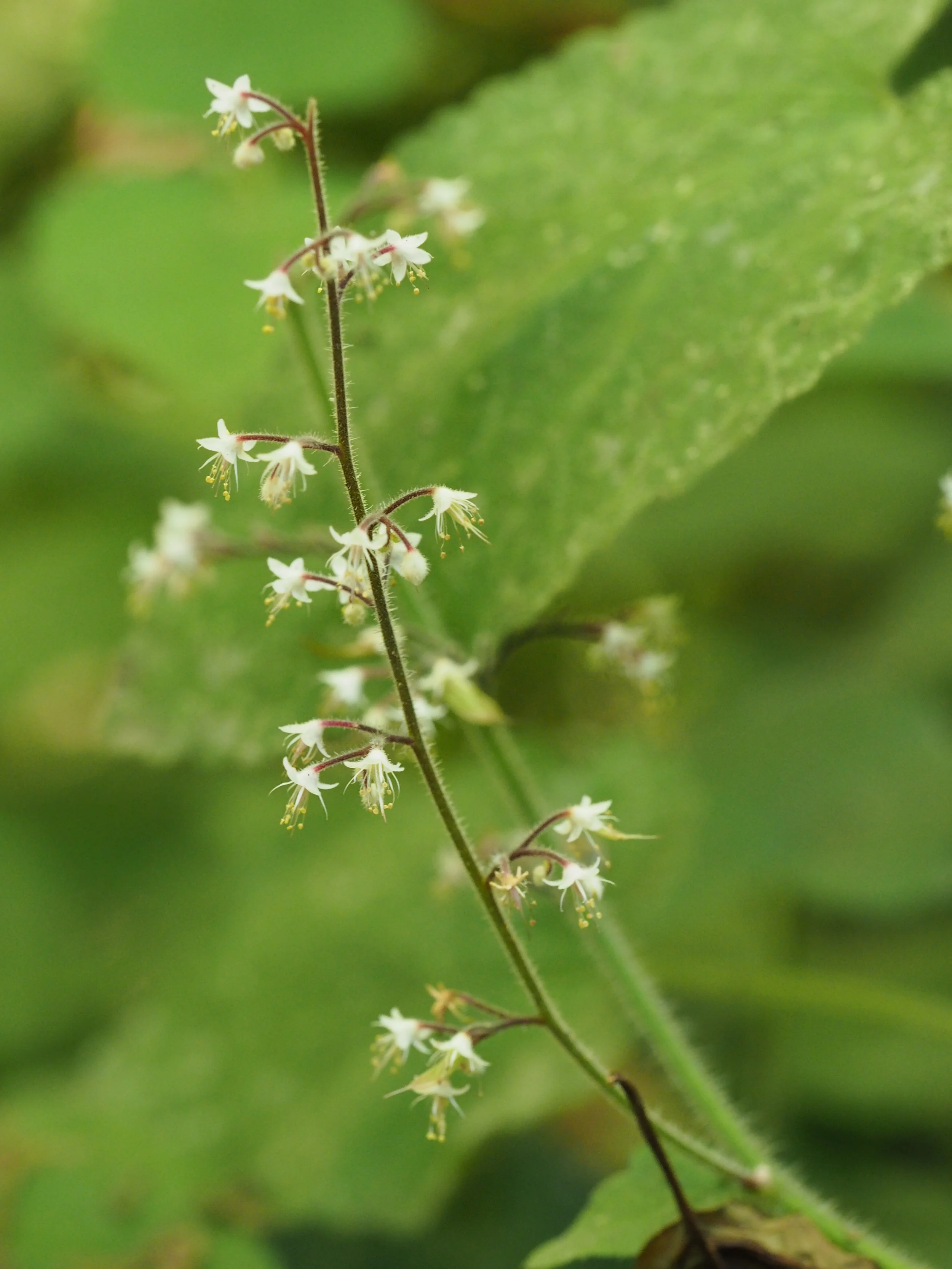 Purisima 7250183.jpg