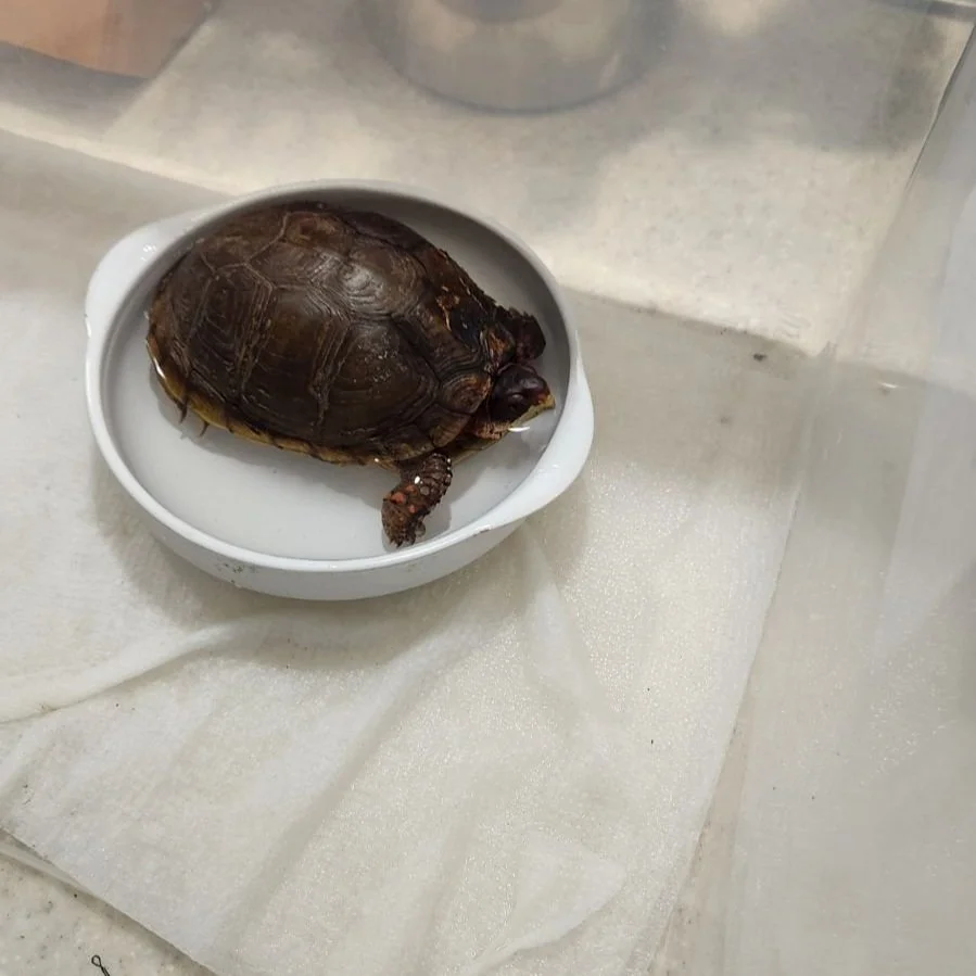 A Friend Named Smokey