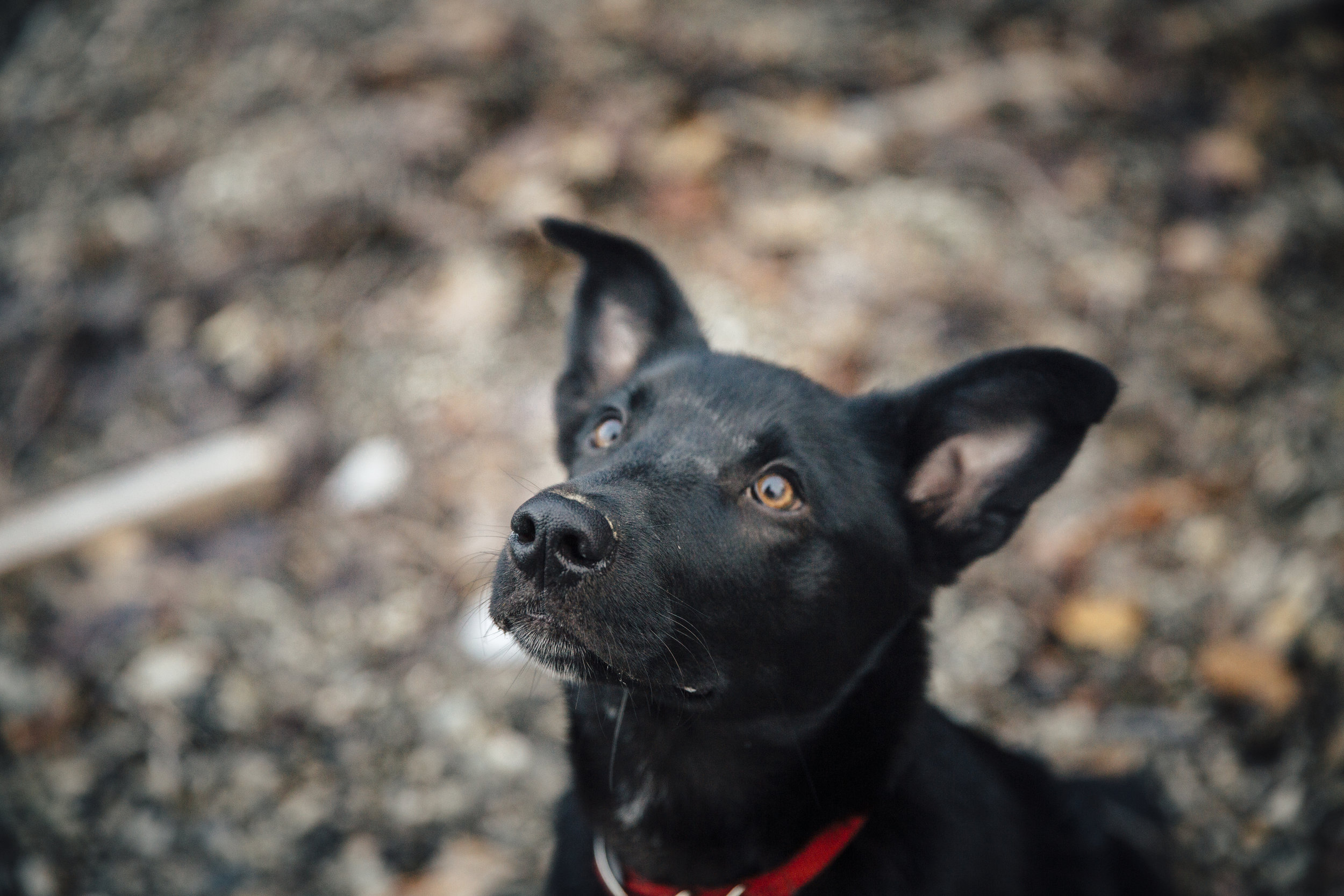 Kelowna Knox Mountain Pet Photographer