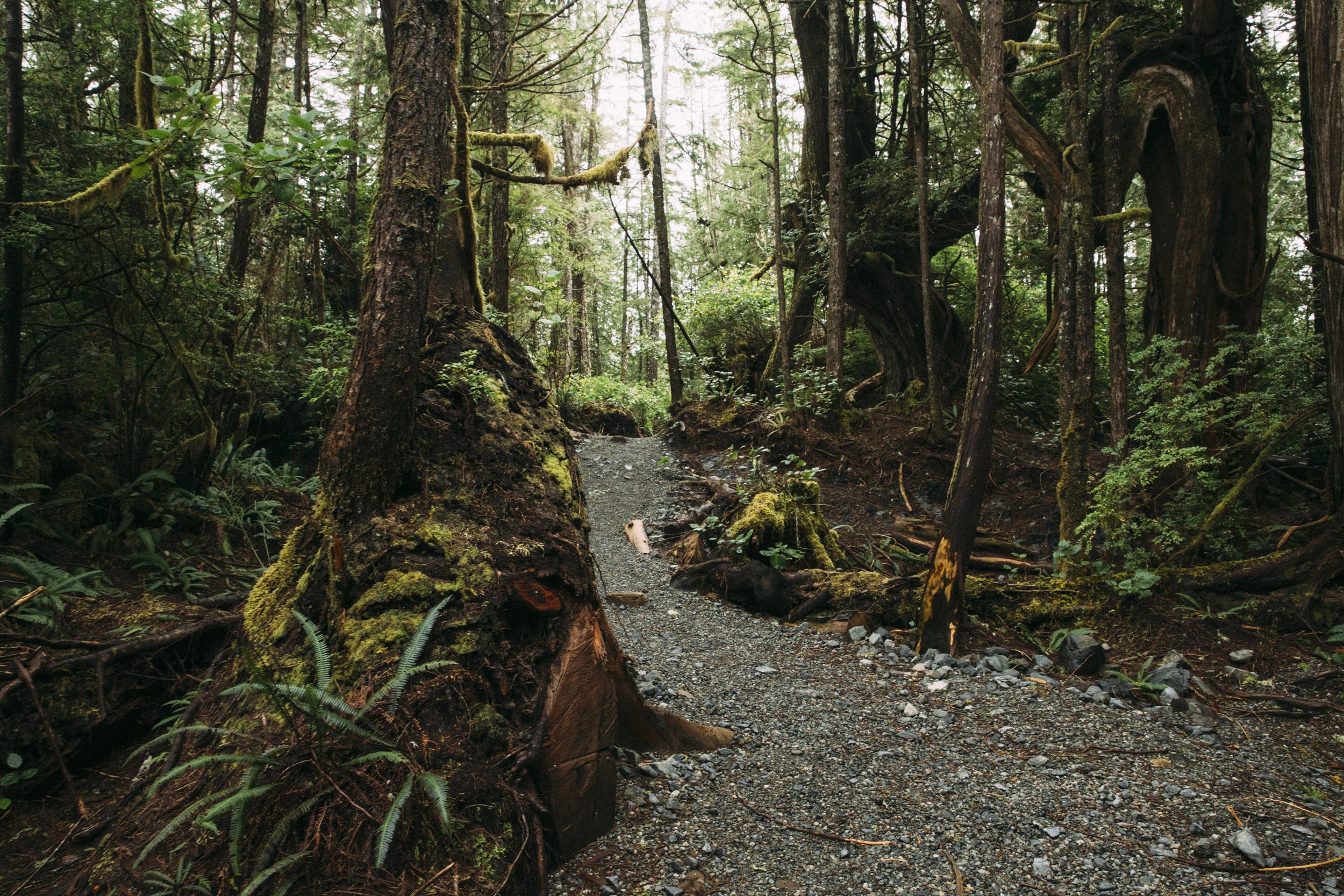 Tonquin park Tofino