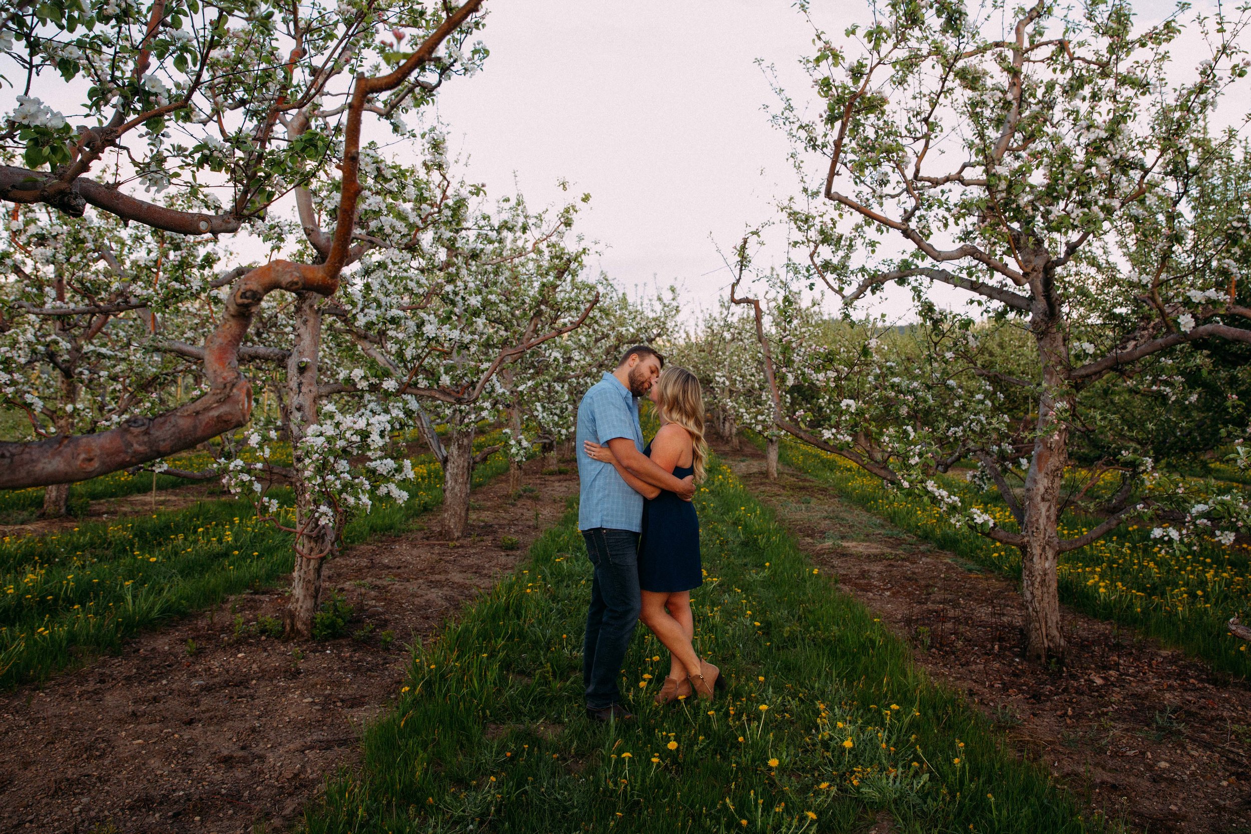 Spring Apple orchard in Kelowna