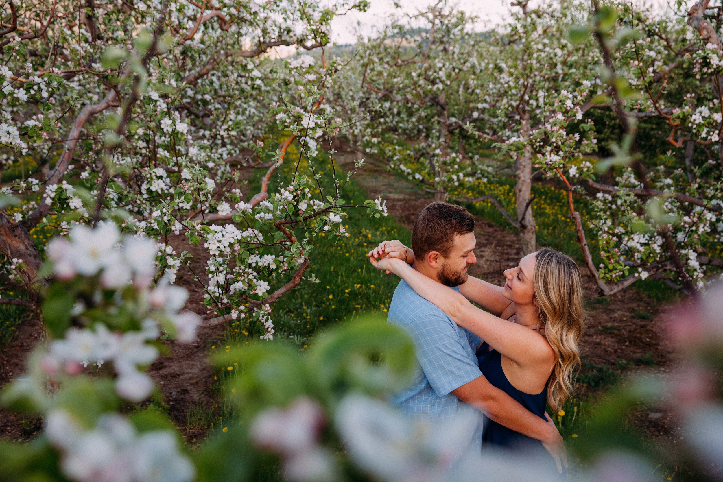 Blooming apple tree orchard in kelowna