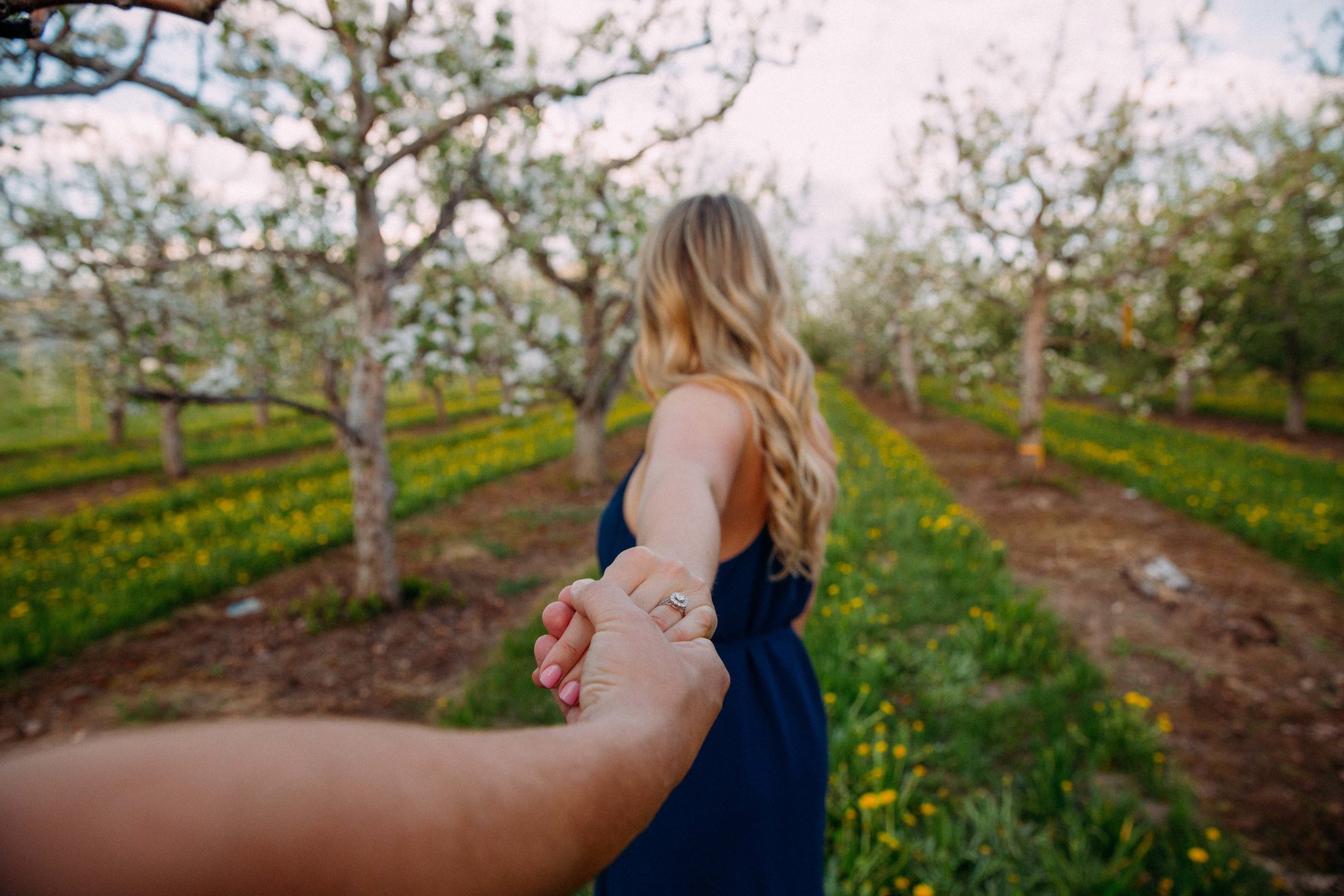 Blooming apple tree orchard in kelowna